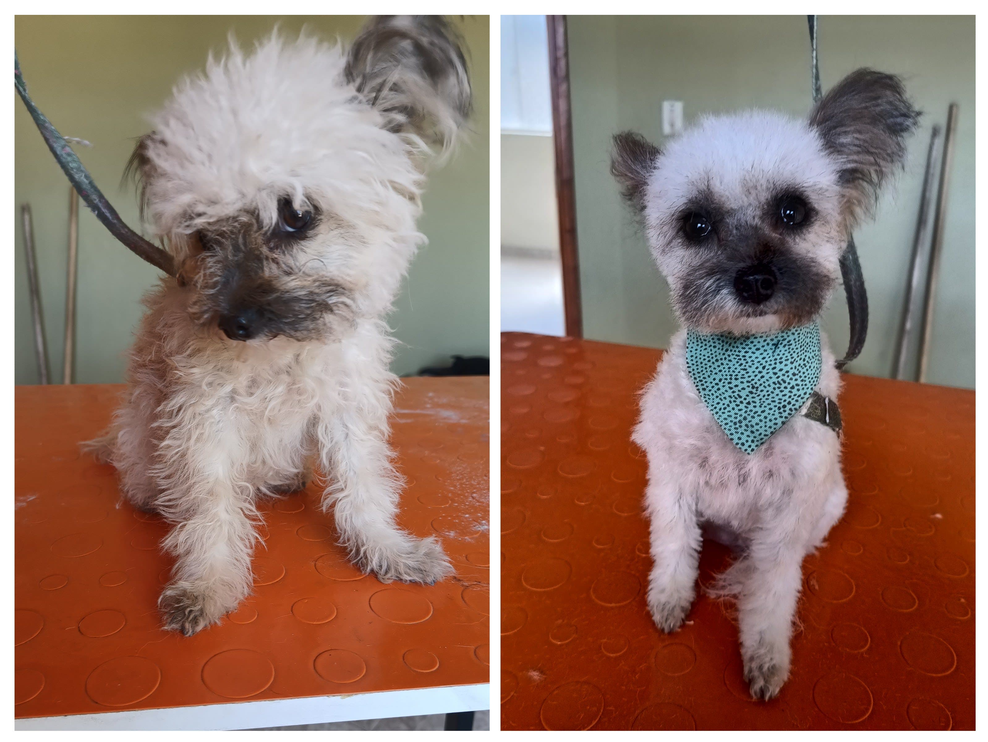 Doc Ju, Bichos y cia Pet Spa veterinaria, adiestramiento y peluquería para mascotas 2 en Duitama, Boyacá, Colombia - Peluquería para gatos