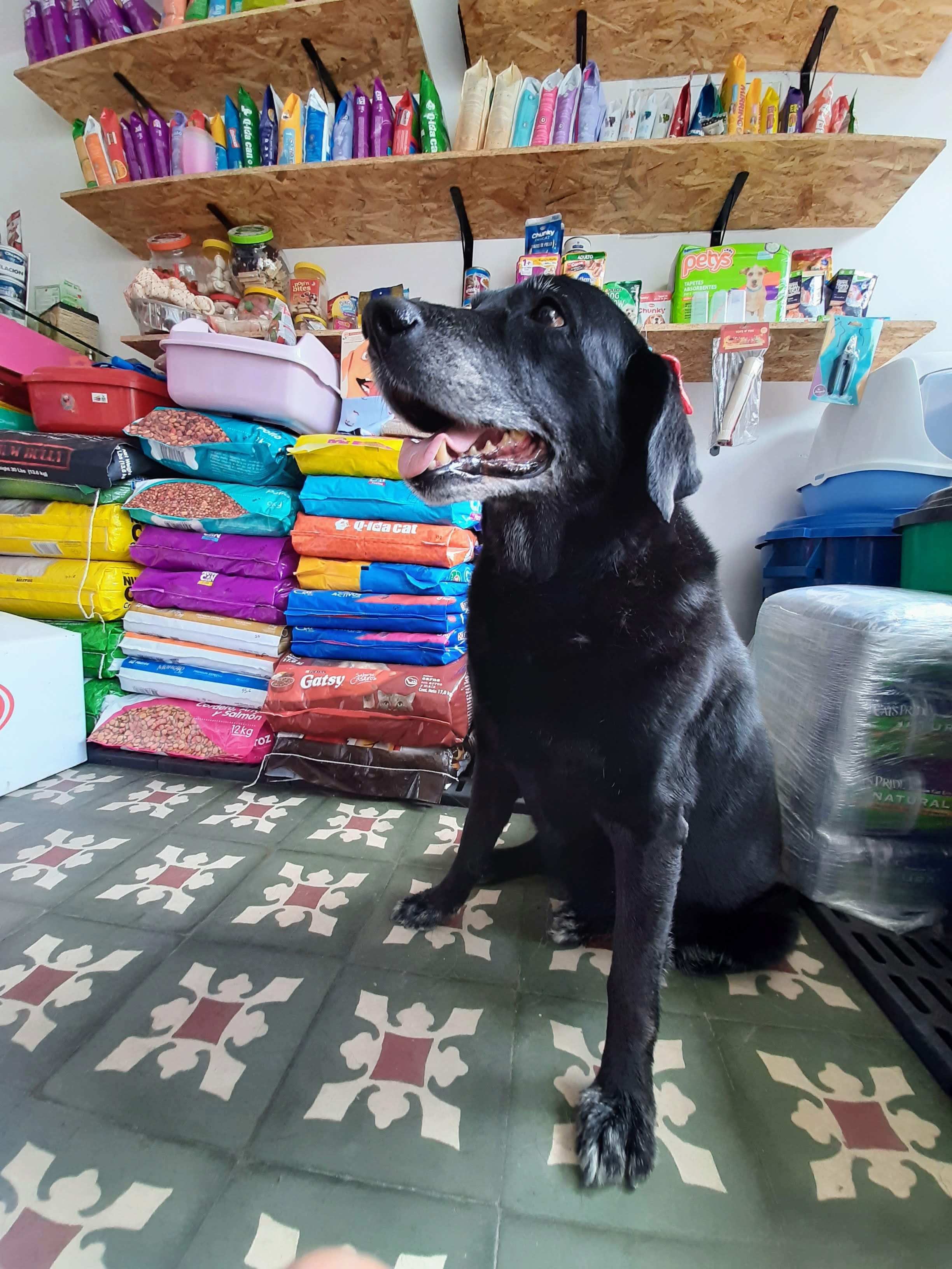 Pet Store House 2 en Duitama, Boyacá, Colombia - Peluquería para gatos
