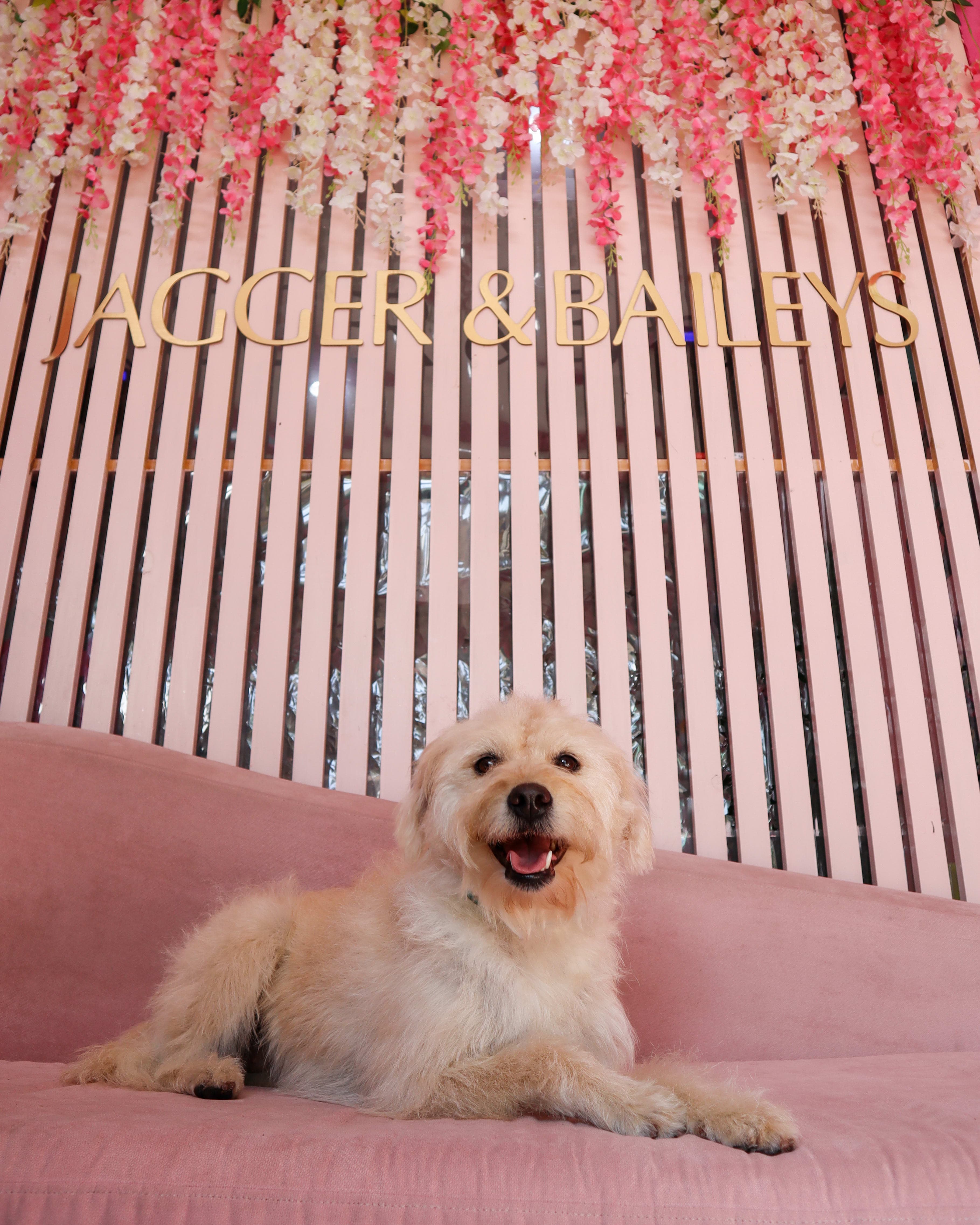 Jagger & Baileys Dog Grooming - Estética Canina y Pet Shop 2 en Xalapa, Veracruz, México - Peluquería para perros
