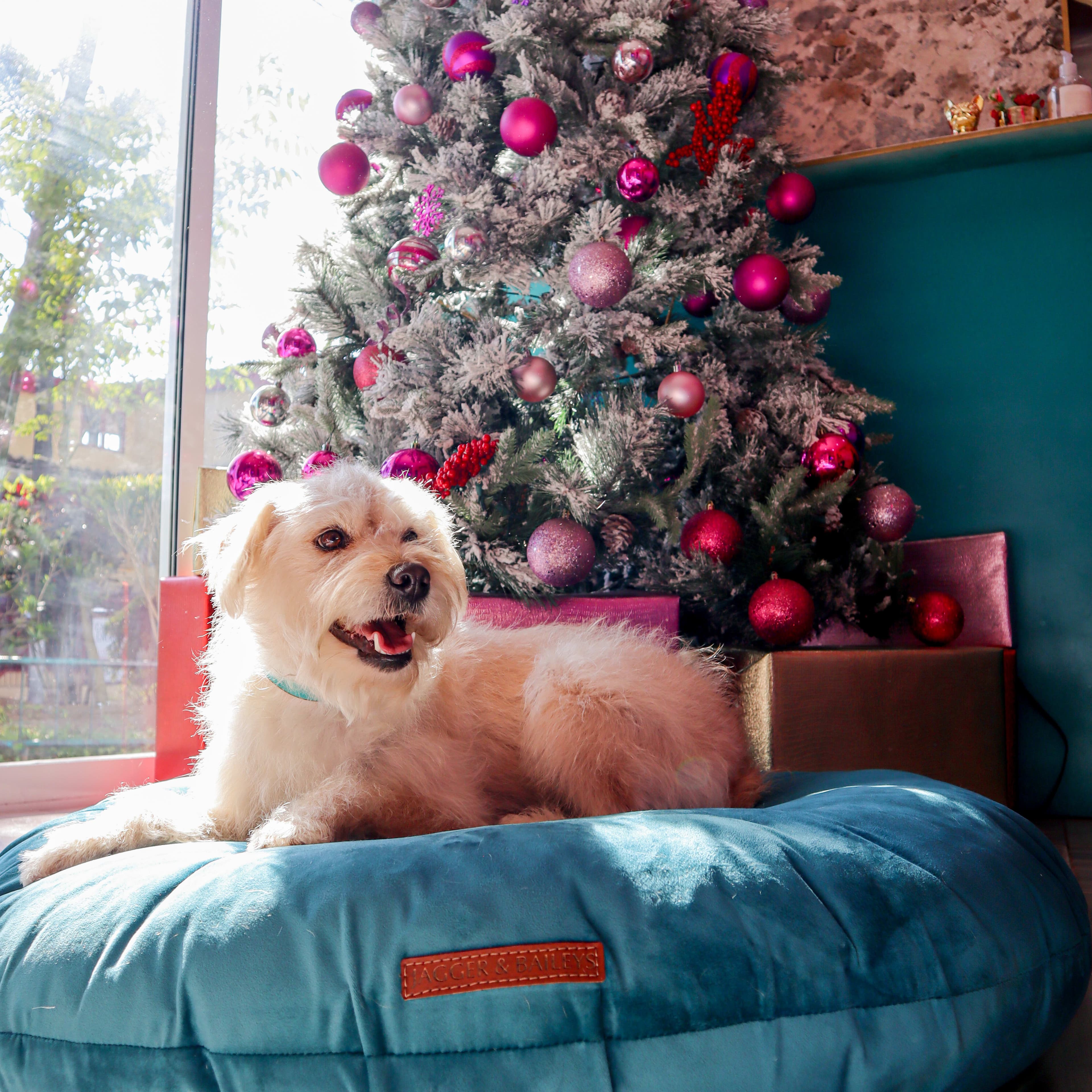 Jagger & Baileys Dog Grooming - Estética Canina y Pet Shop en Xalapa, Veracruz, México - Peluquería para perros