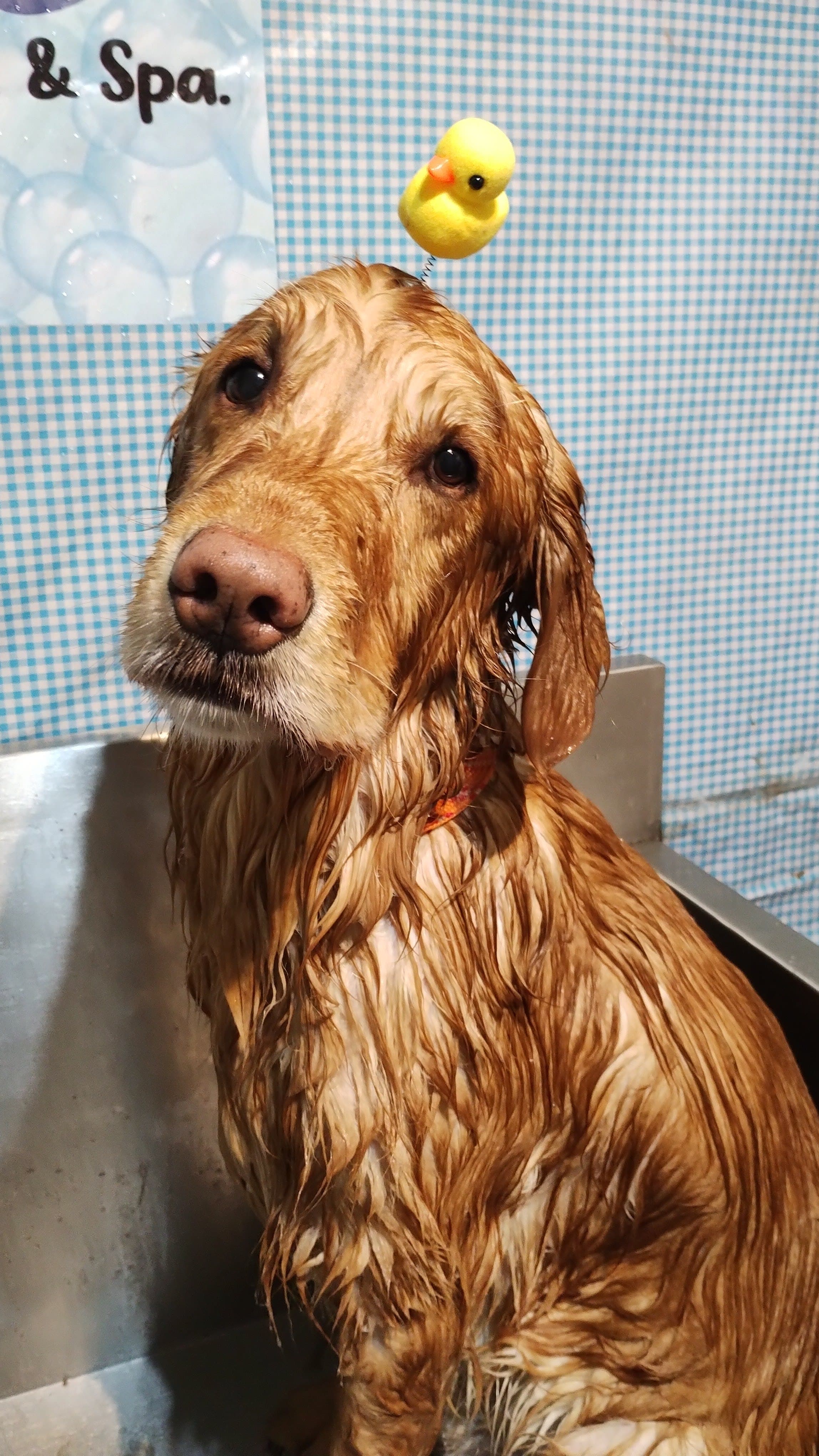 NamasPet Estética Canina Profesional 2 en Xalapa, Veracruz, México - Peluquería para perros