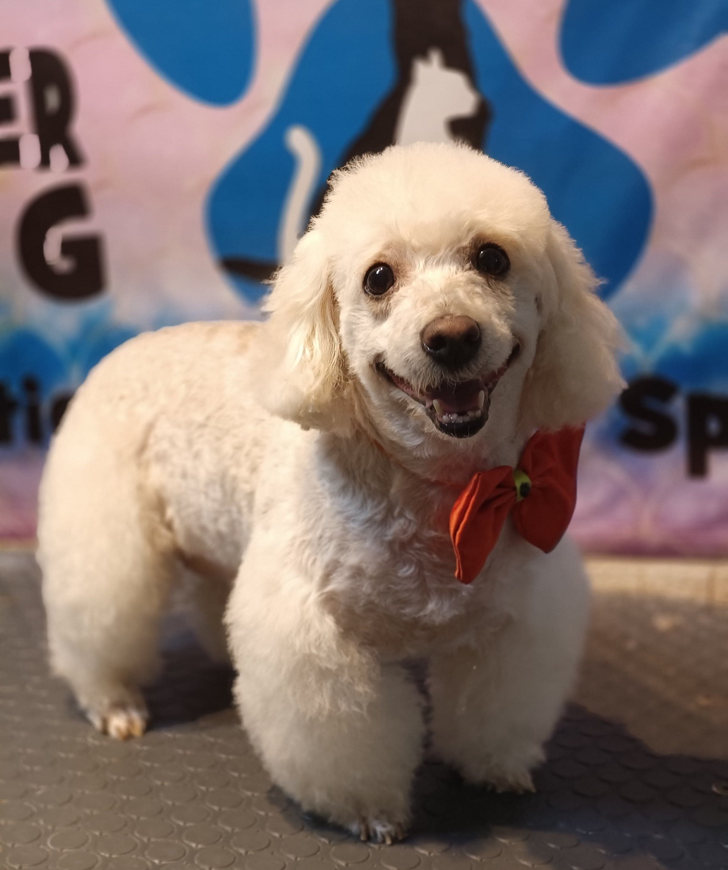 NamasPet Estética Canina Profesional en Xalapa, Veracruz, México - Peluquería para perros