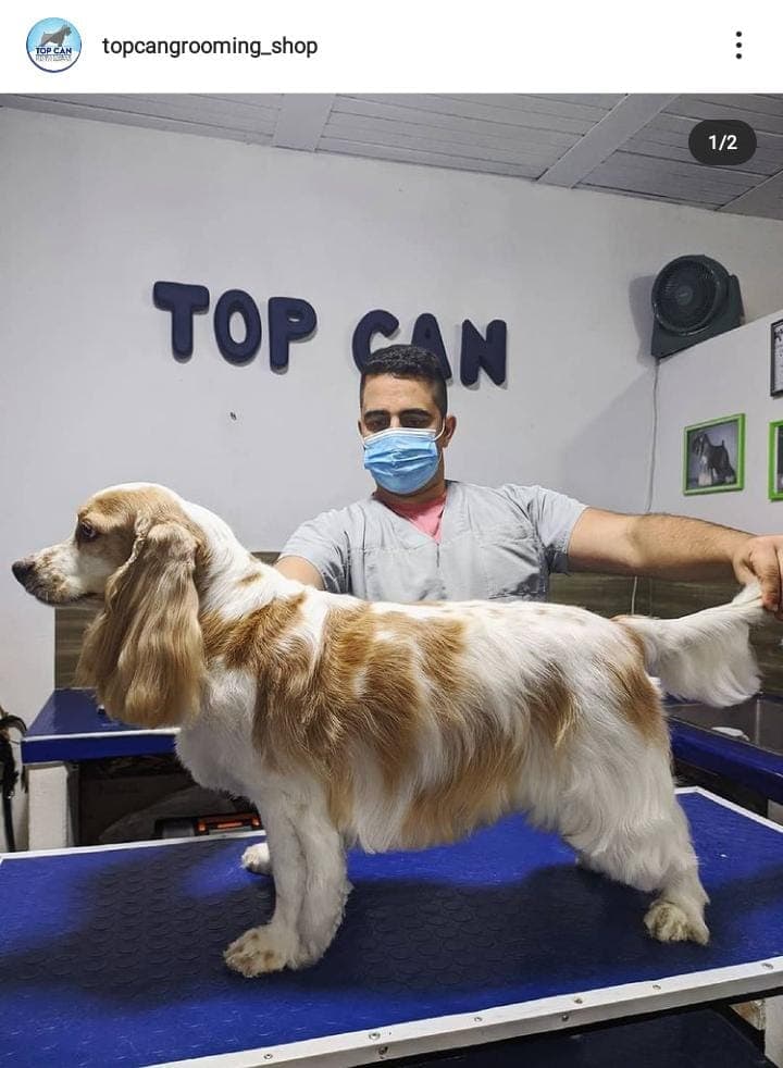 TOP CAN 2 en Palmira, Valle del Cauca, Colombia - Peluquería para gatos