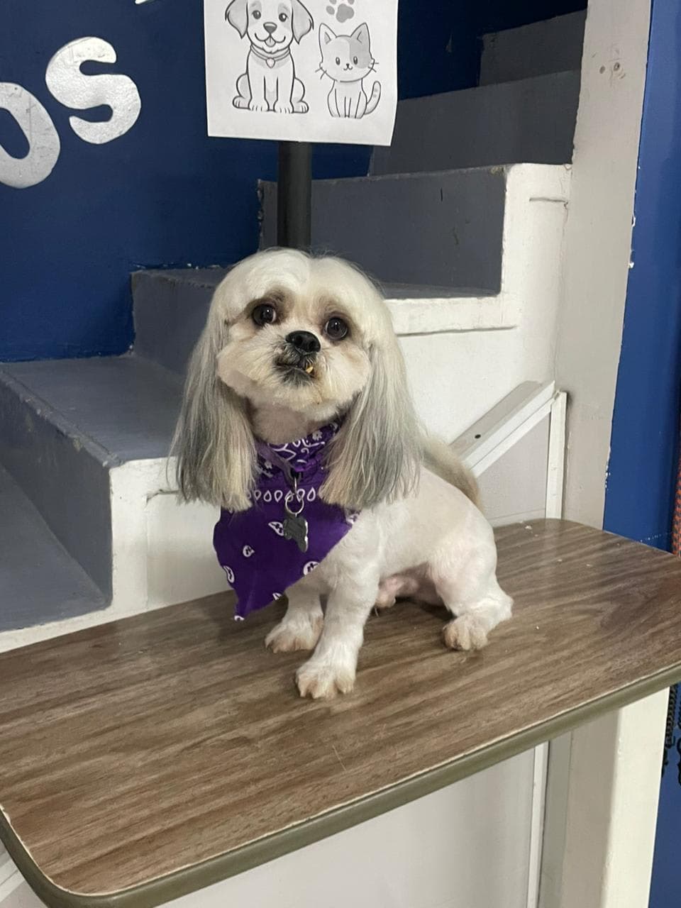 Centro Veterinario Mascotopia