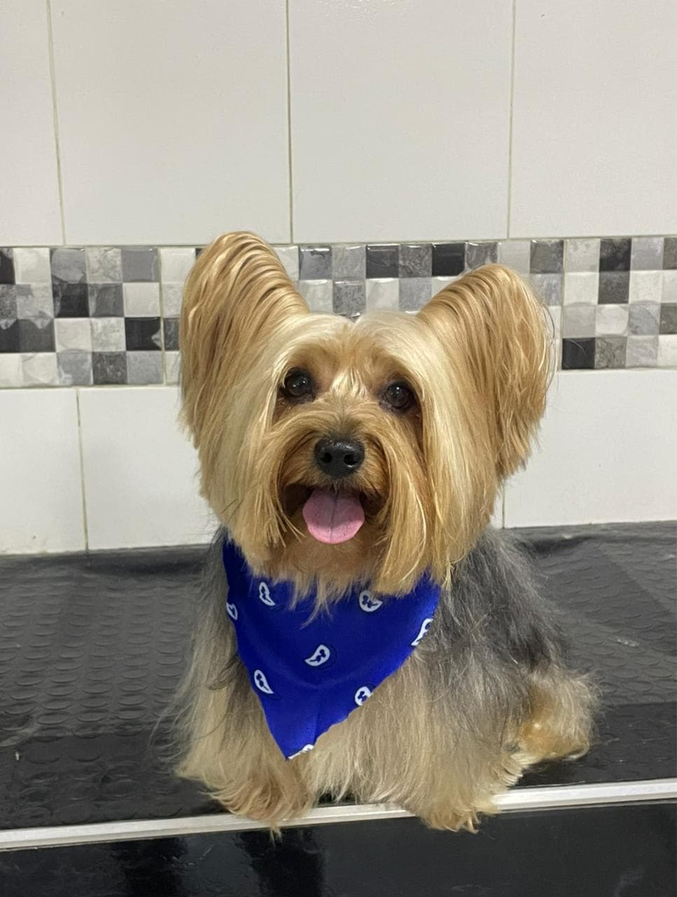 Centro Veterinario Mascotopia 2 en Palmira, Valle del Cauca, Colombia - Peluquería para gatos
