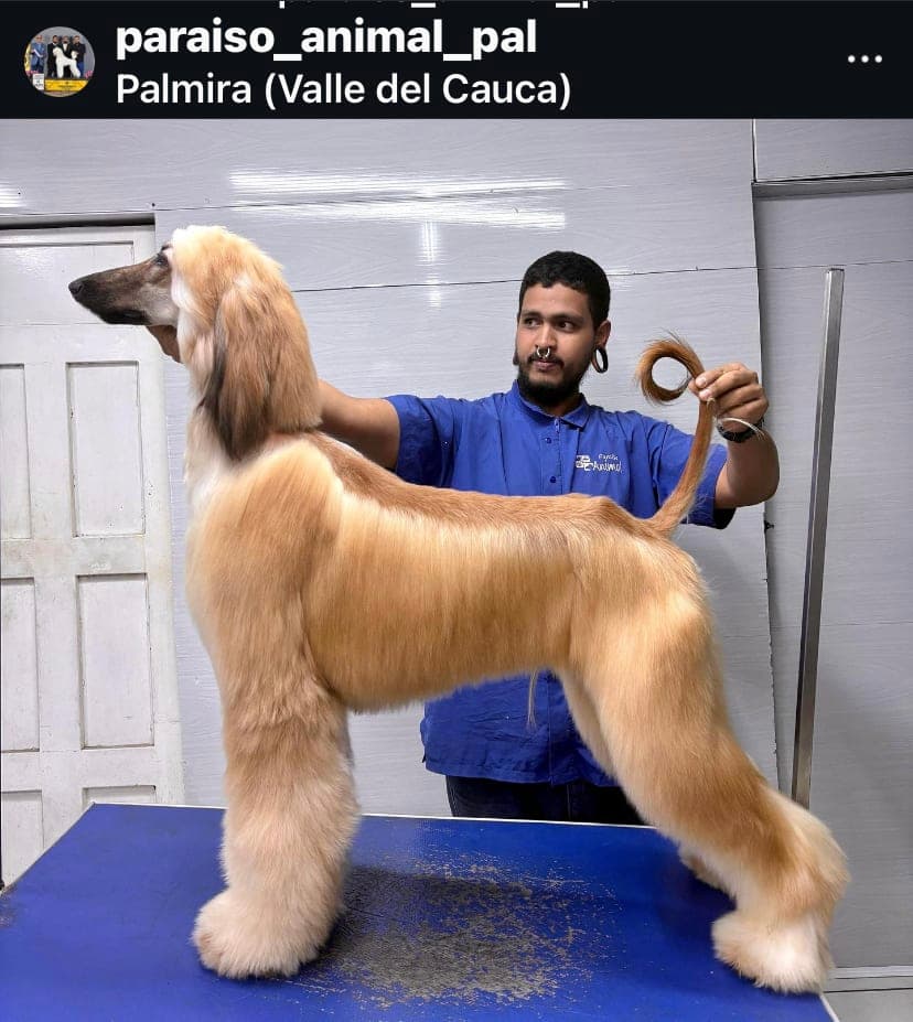 Paraíso animal 2 en Palmira, Valle del Cauca, Colombia - Peluquería para gatos