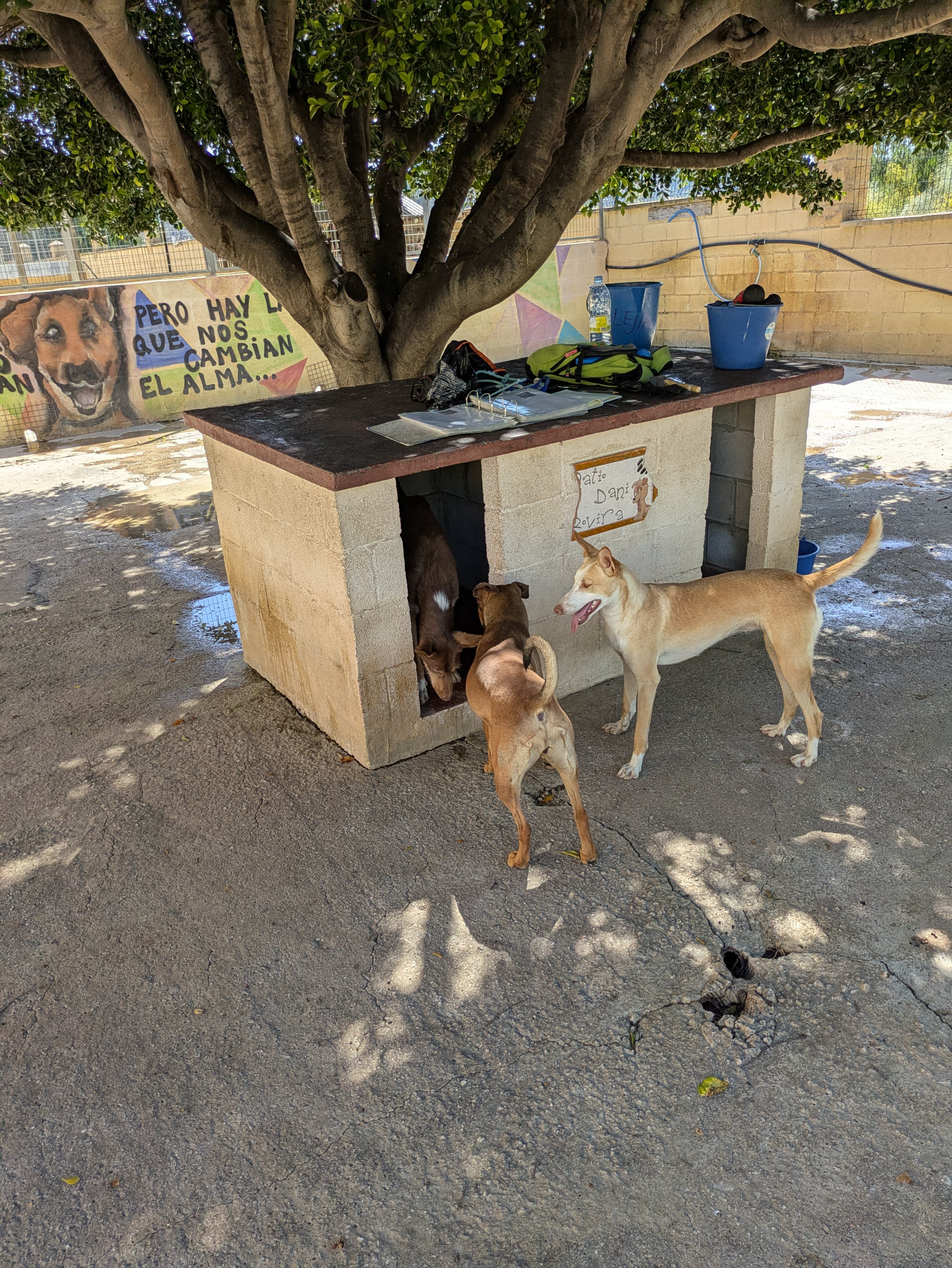 Sociedad Protectora de Animales y Plantas Málaga - Imagen 1