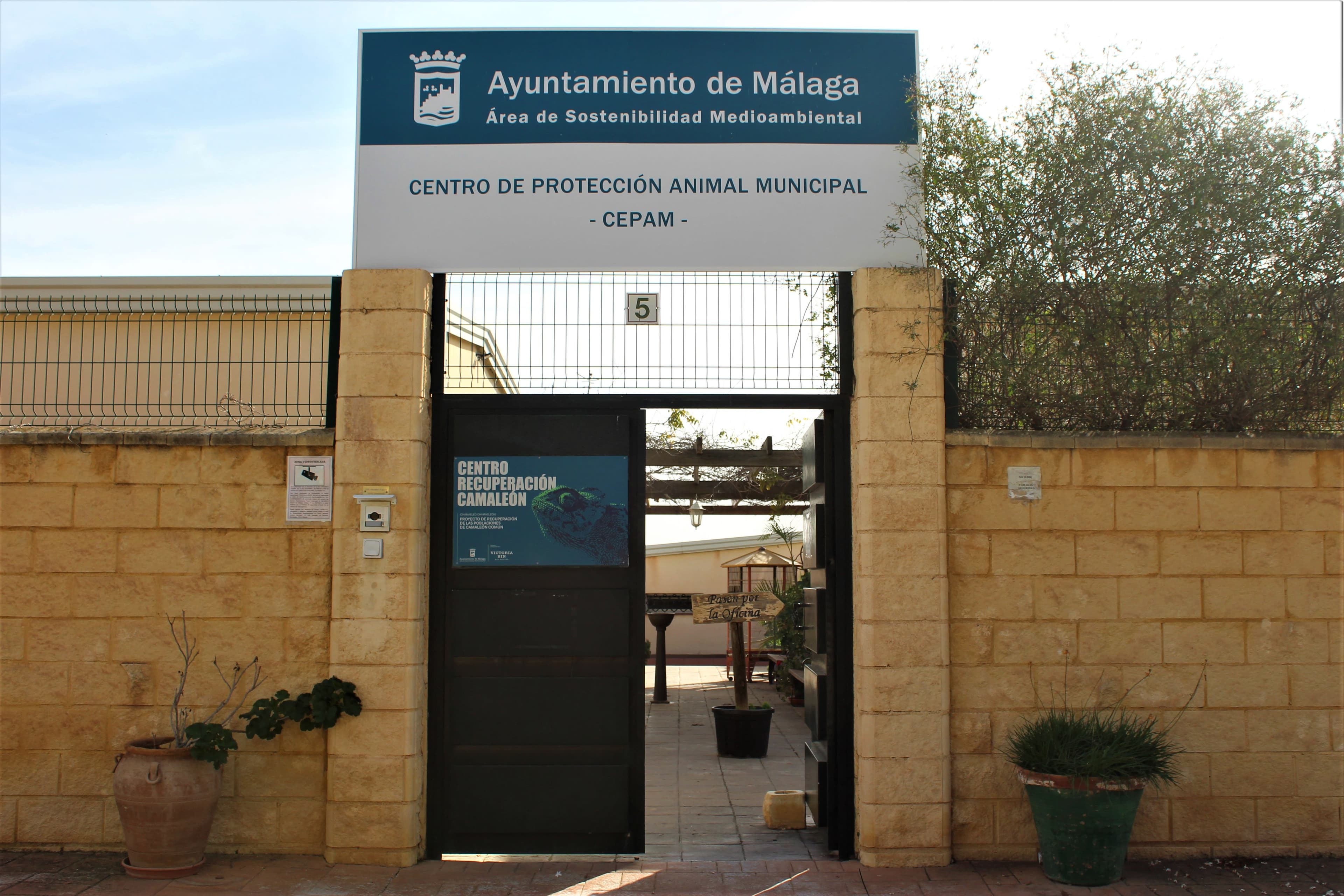 Municipal Animal Health Center en Málaga, Andalucía, España - Gatos en adopción