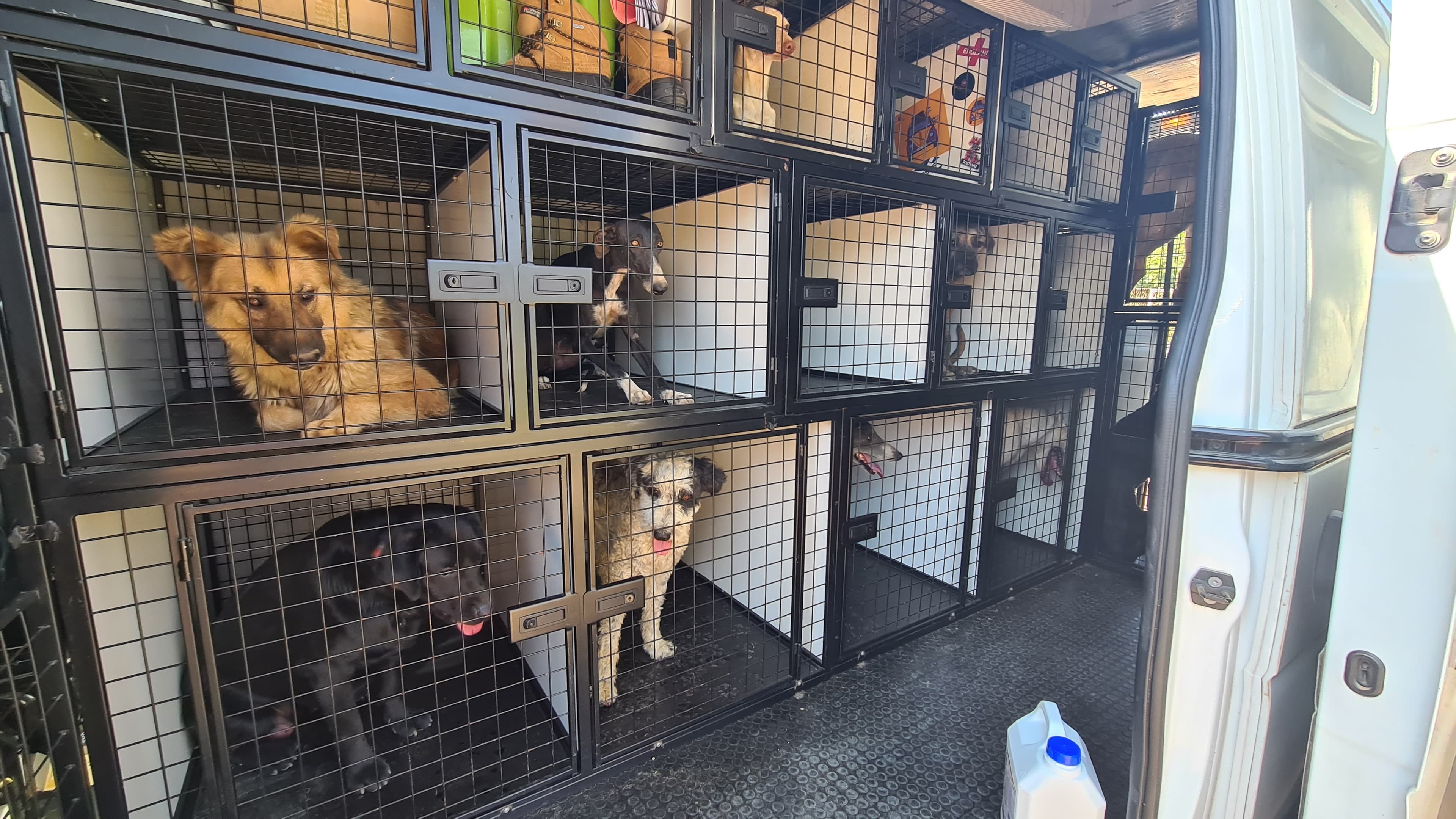 Municipal Animal Health Center 2 en Málaga, Andalucía, España - Gatos en adopción