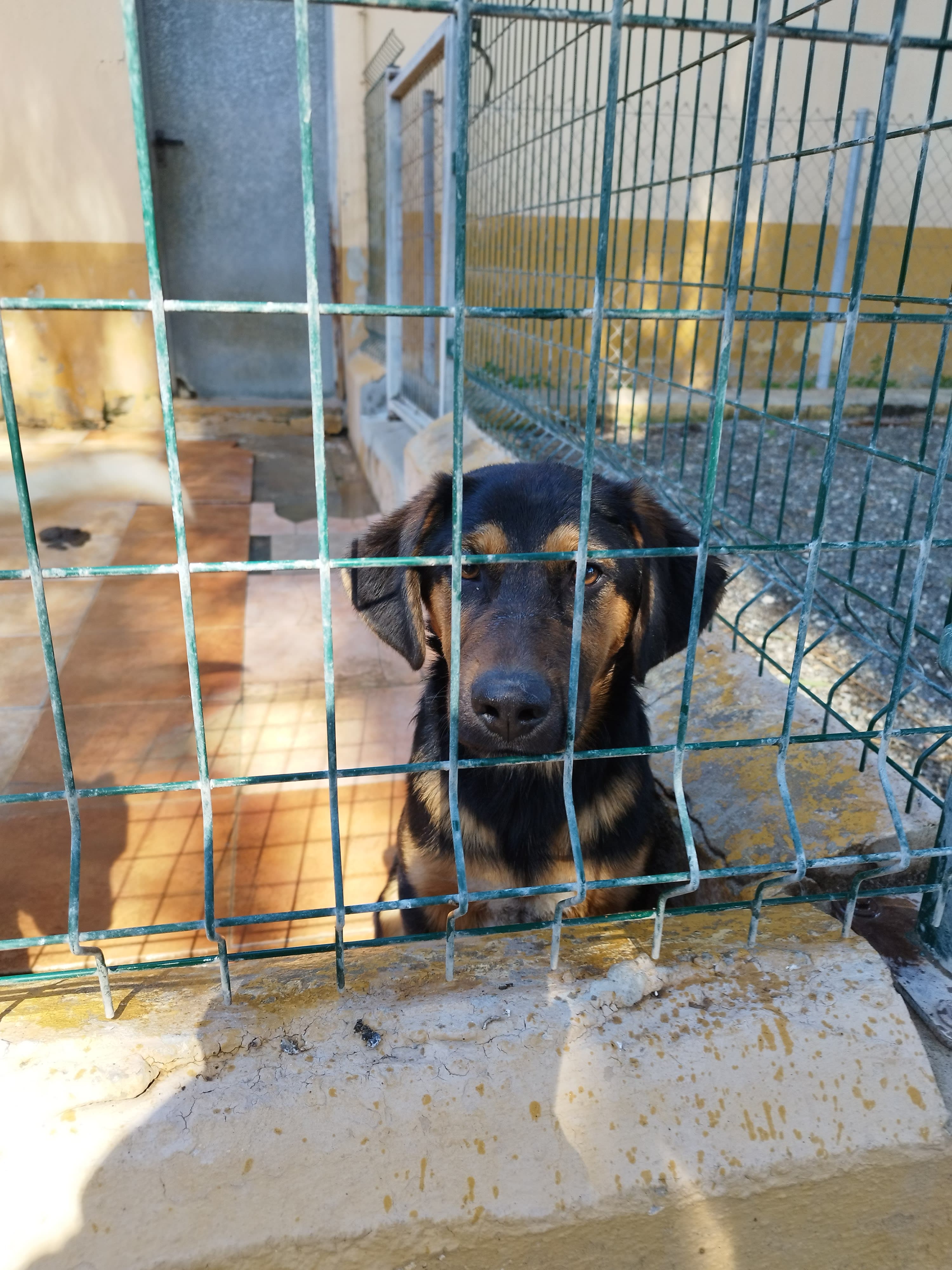 Adopte su Mascota - Centro de Protección Animal en Málaga, Andalucía 2