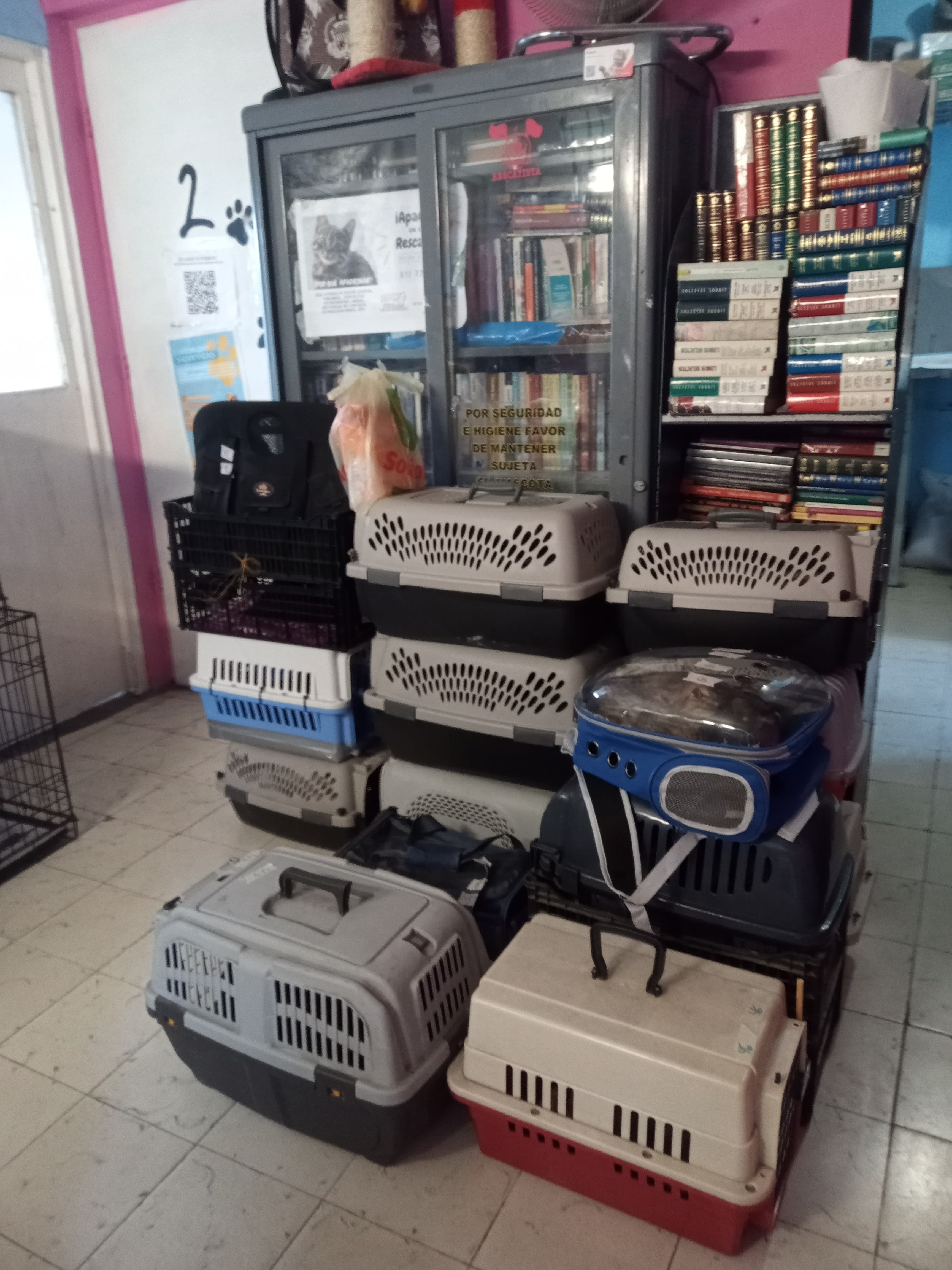 La gateria. By Pittermiau 2 en Monterrey, Nuevo León, México - Gatos en adopción