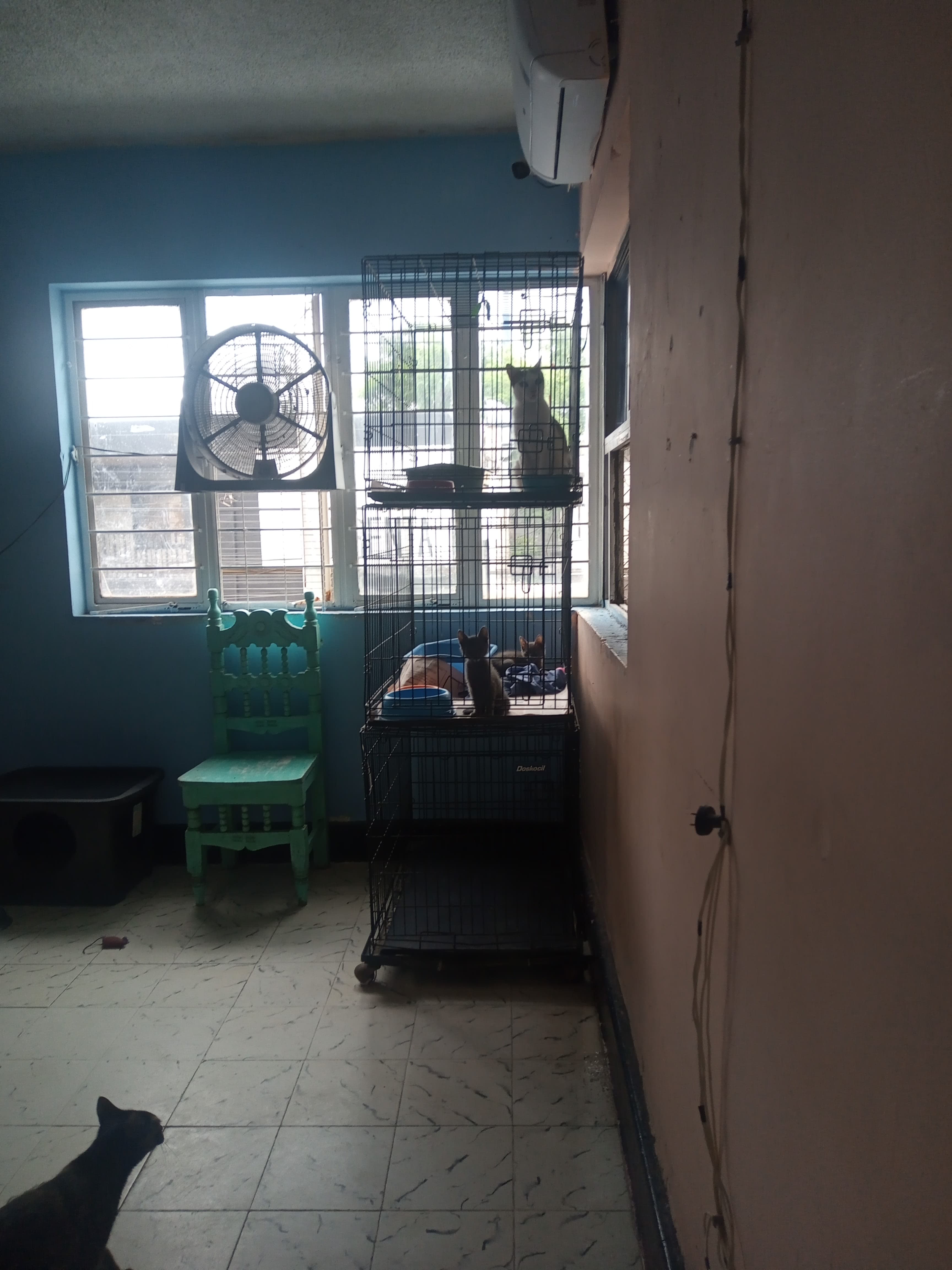 La gateria. By Pittermiau 3 en Monterrey, Nuevo León, México - Gatos en adopción