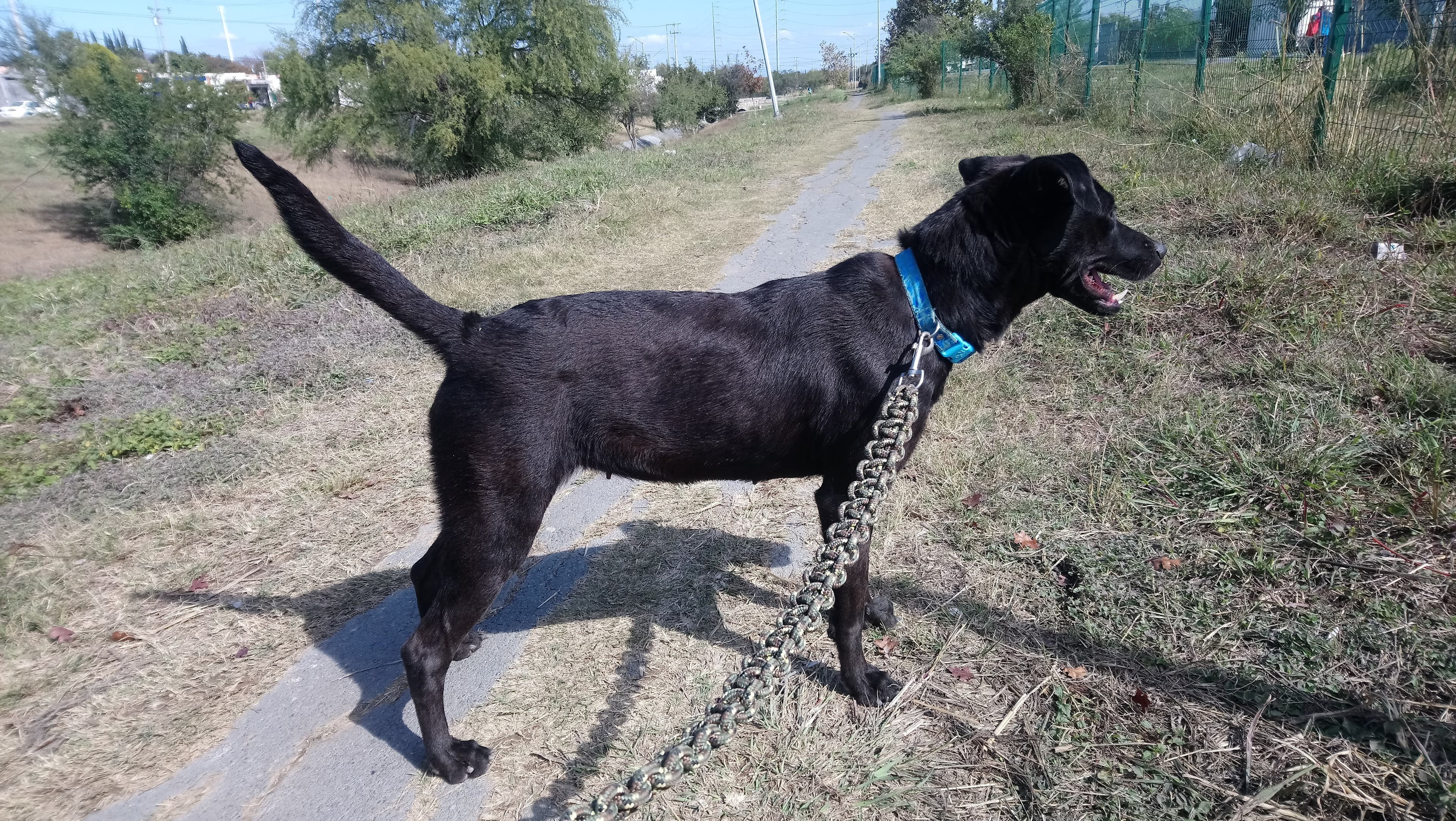 ADOPTADOG - Imagen 1