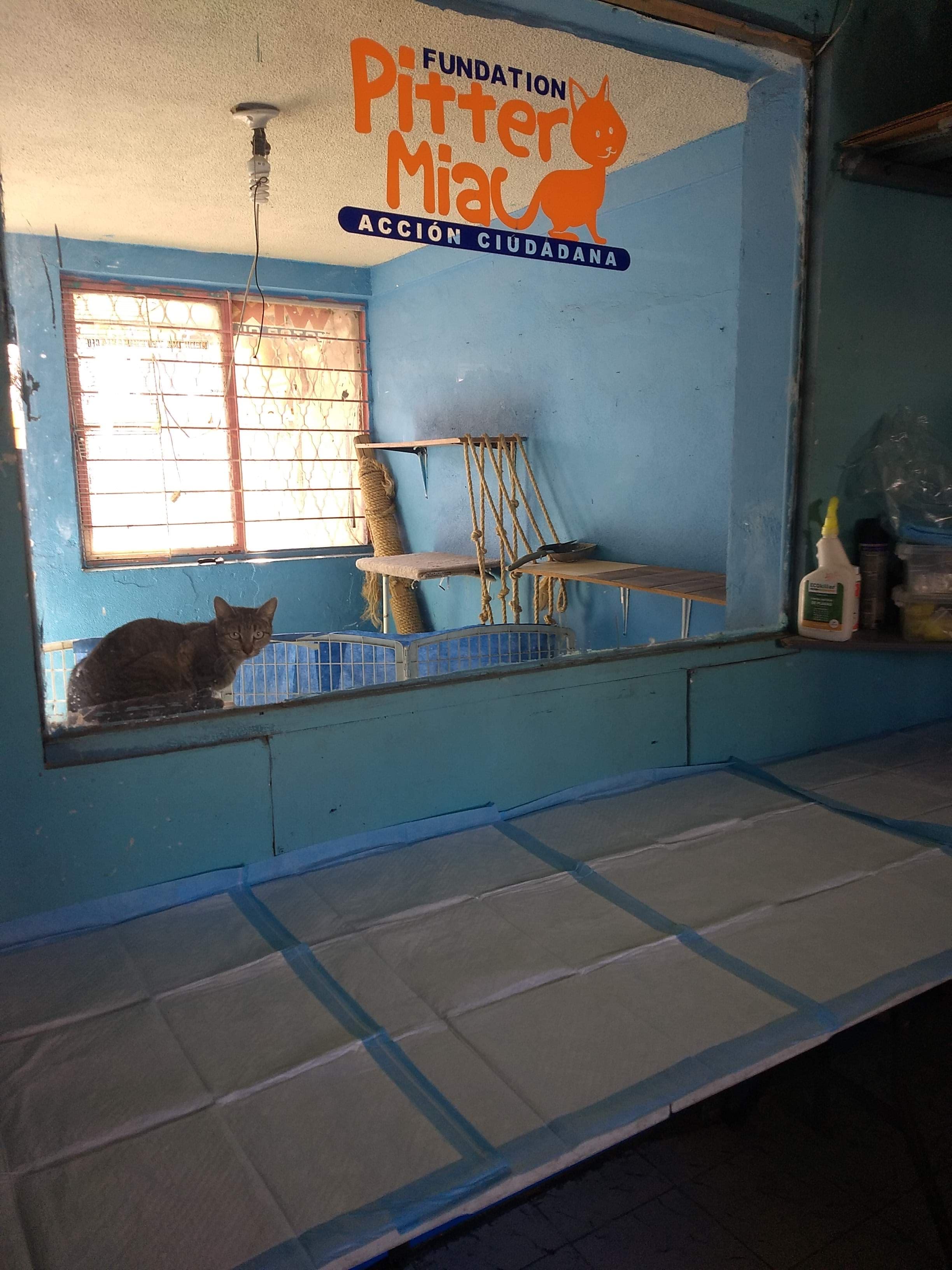 Fundación Pitter Miau en Monterrey, Nuevo León, México - Gatos en adopción