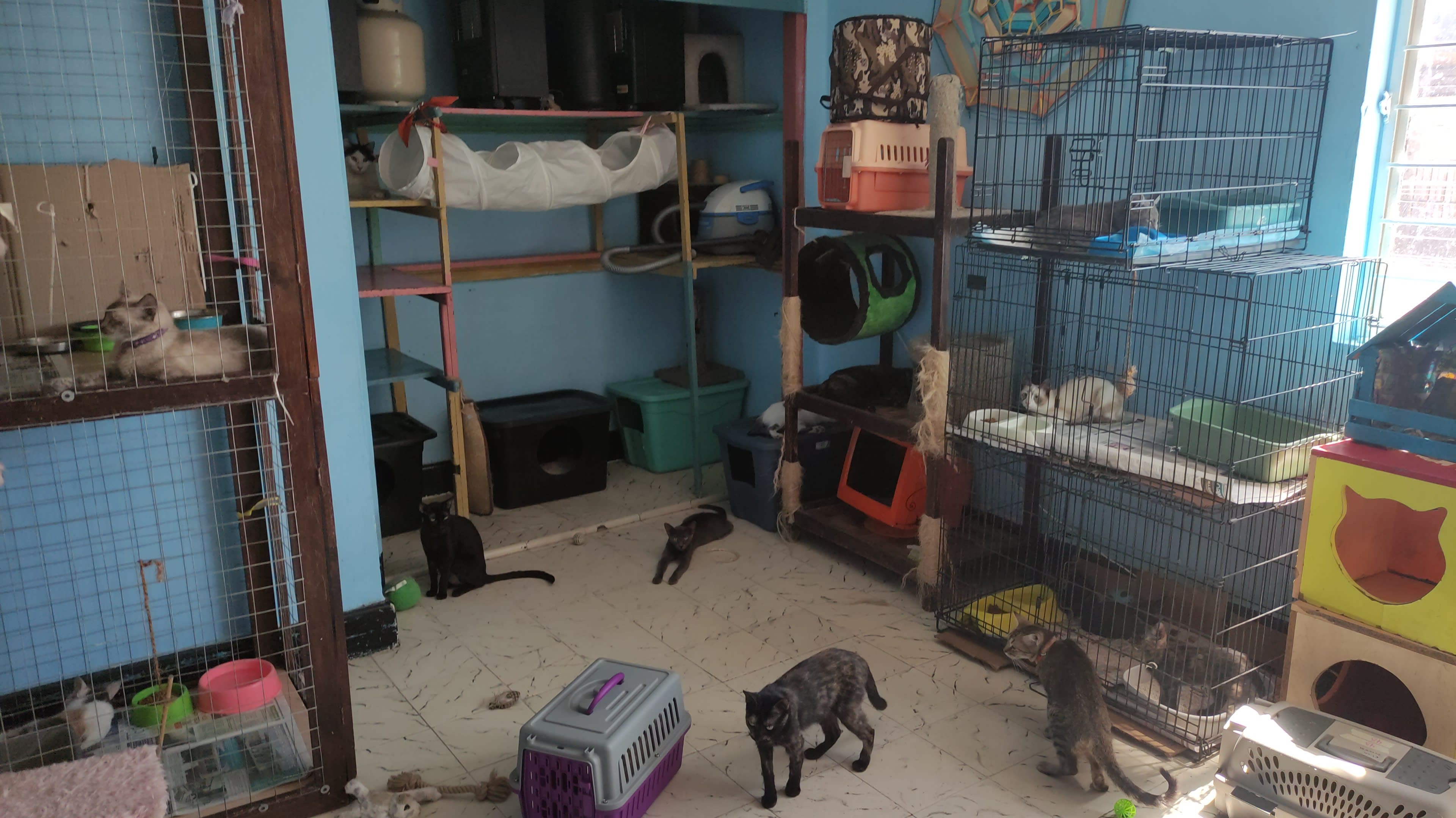 Fundación Pitter Miau 2 en Monterrey, Nuevo León, México - Gatos en adopción