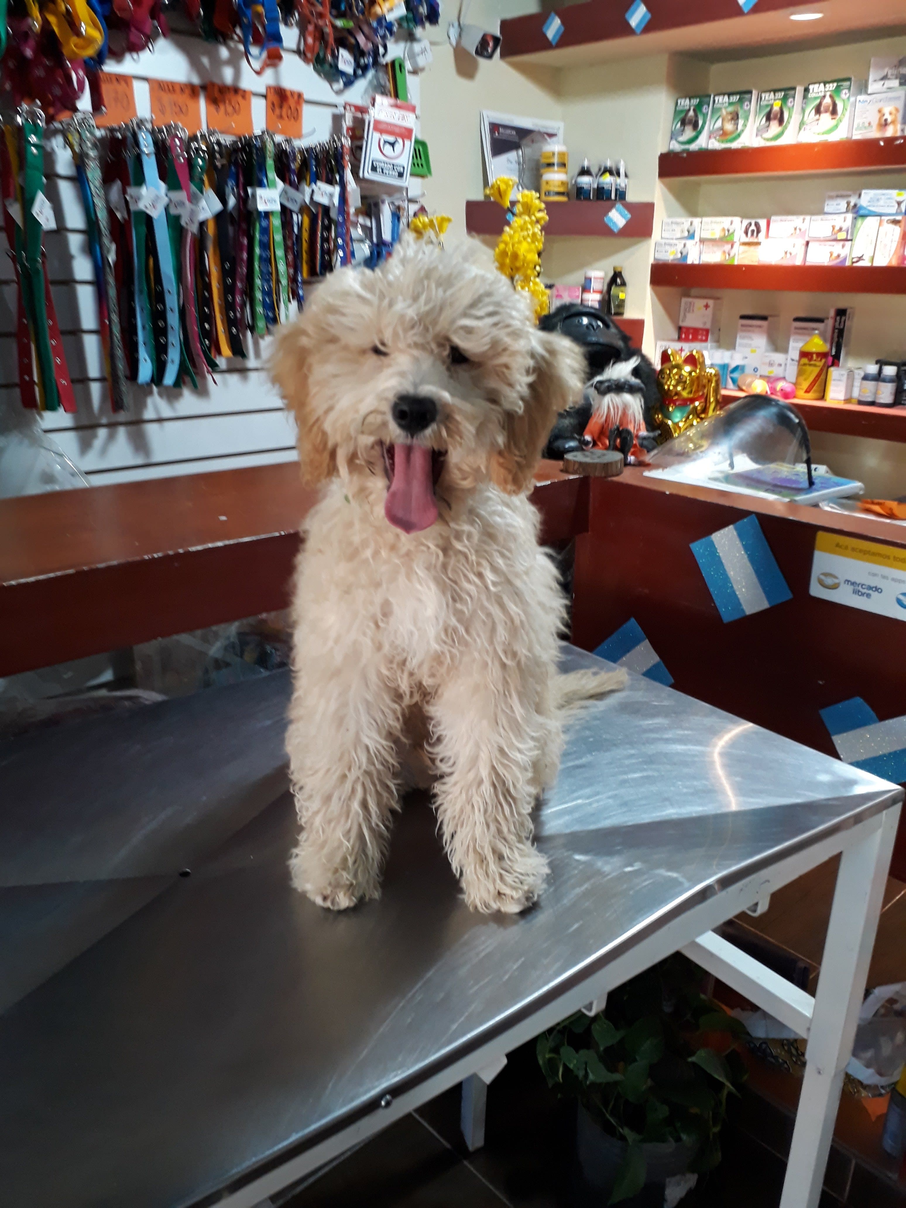 Veterinaria Hakuna Matata