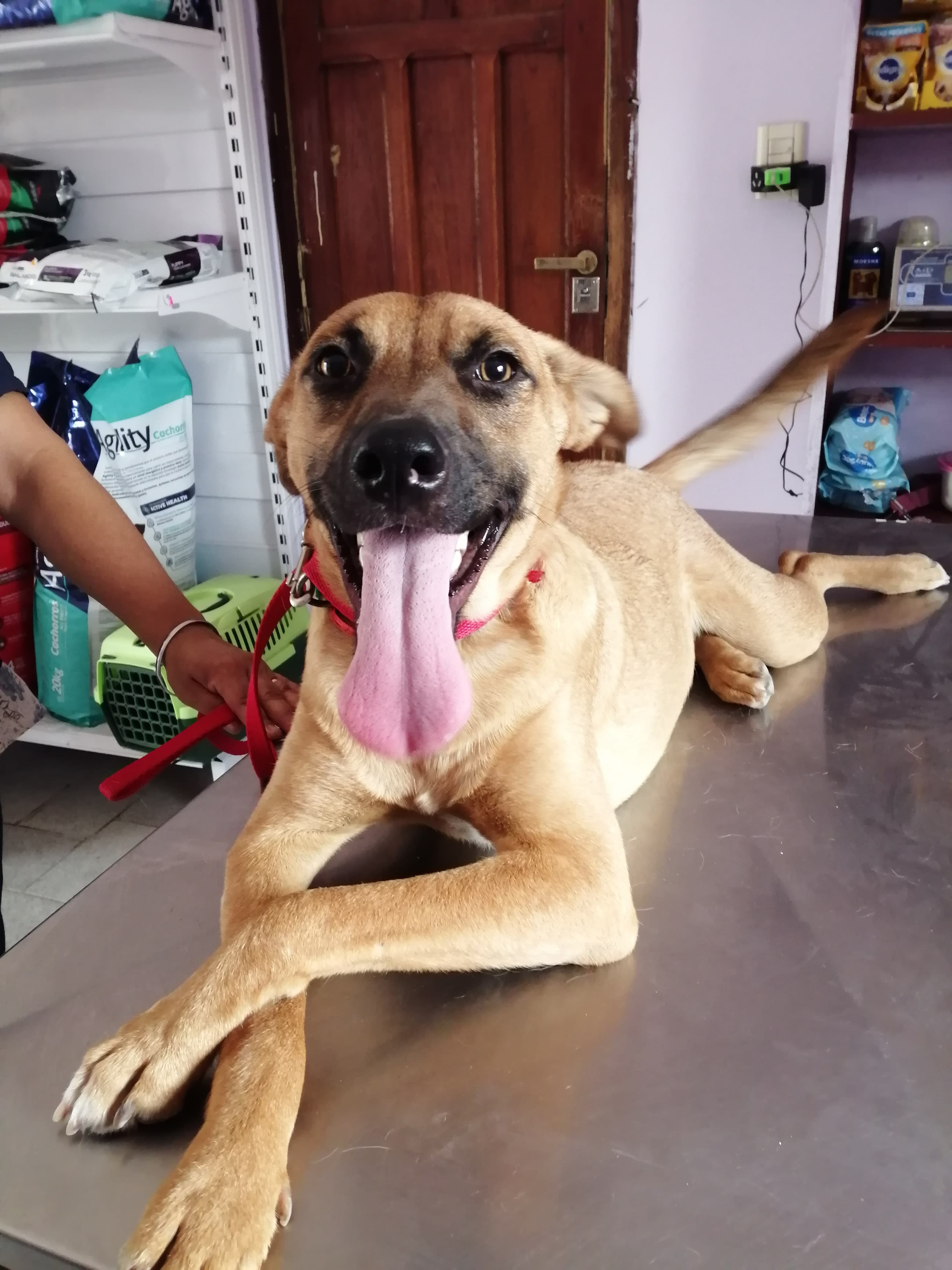 Veterinaria Hakuna Matata 2 en San Ramón de la Nueva Orán, Salta, Argentina - Paseadores de perros