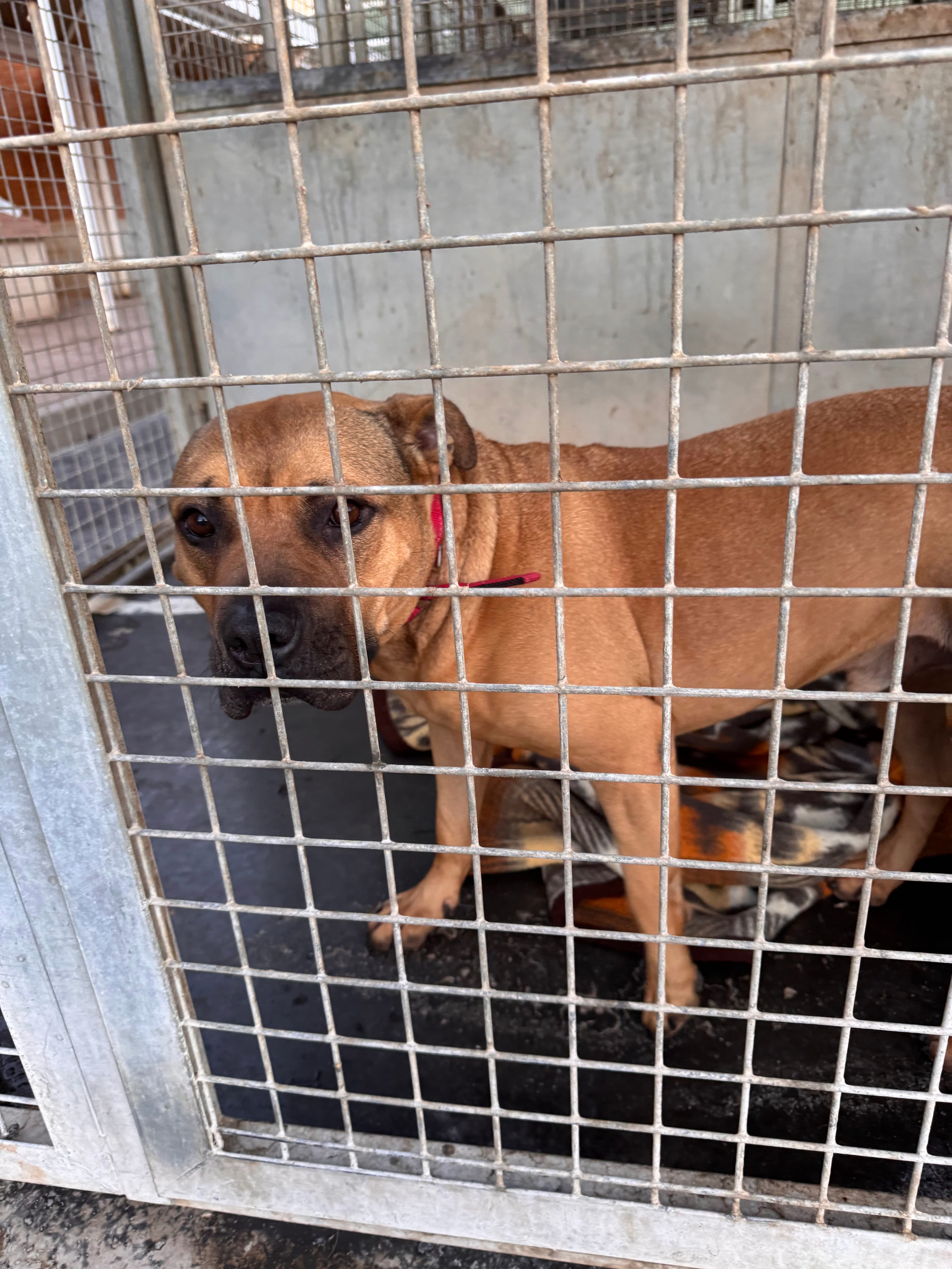 Modepran Valencia en Orihuela, España - Perros perdidos y encontrados