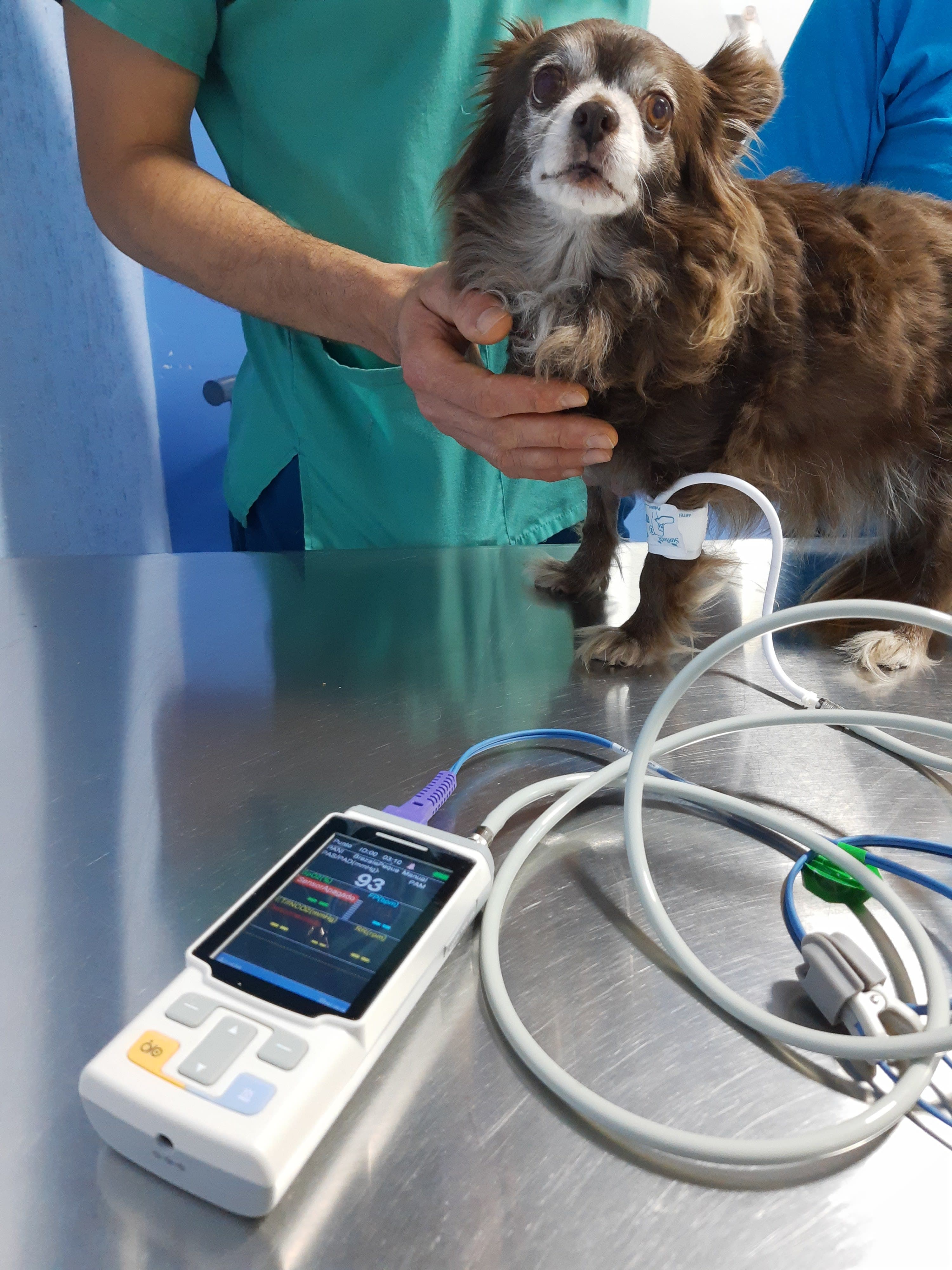 Vg Vet 2 en Xalapa, Veracruz, México - Veterinarios