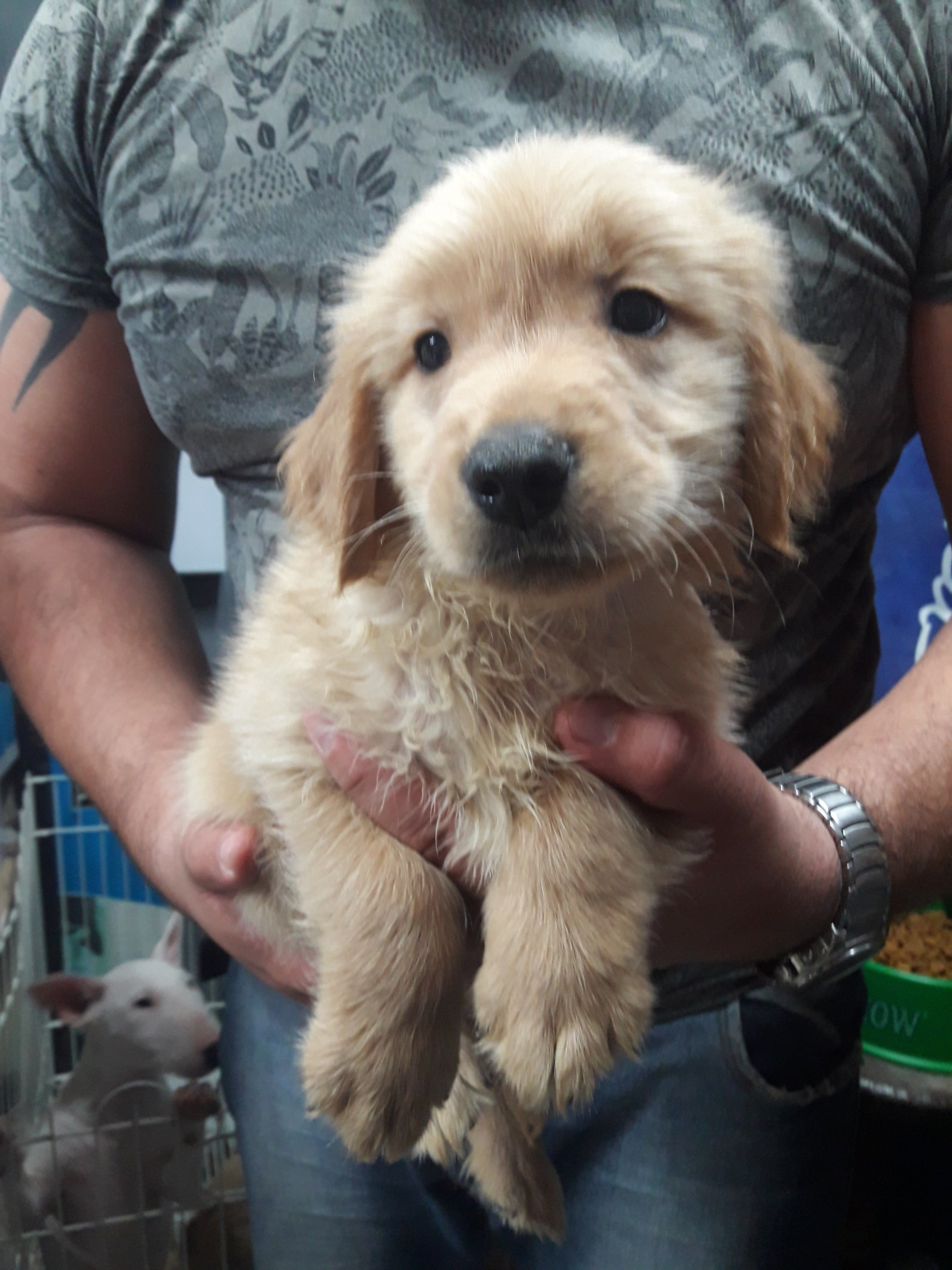 Pet Shop "San Fernando " 2 en Resistencia, Chaco, Argentina - Peluquería para gatos