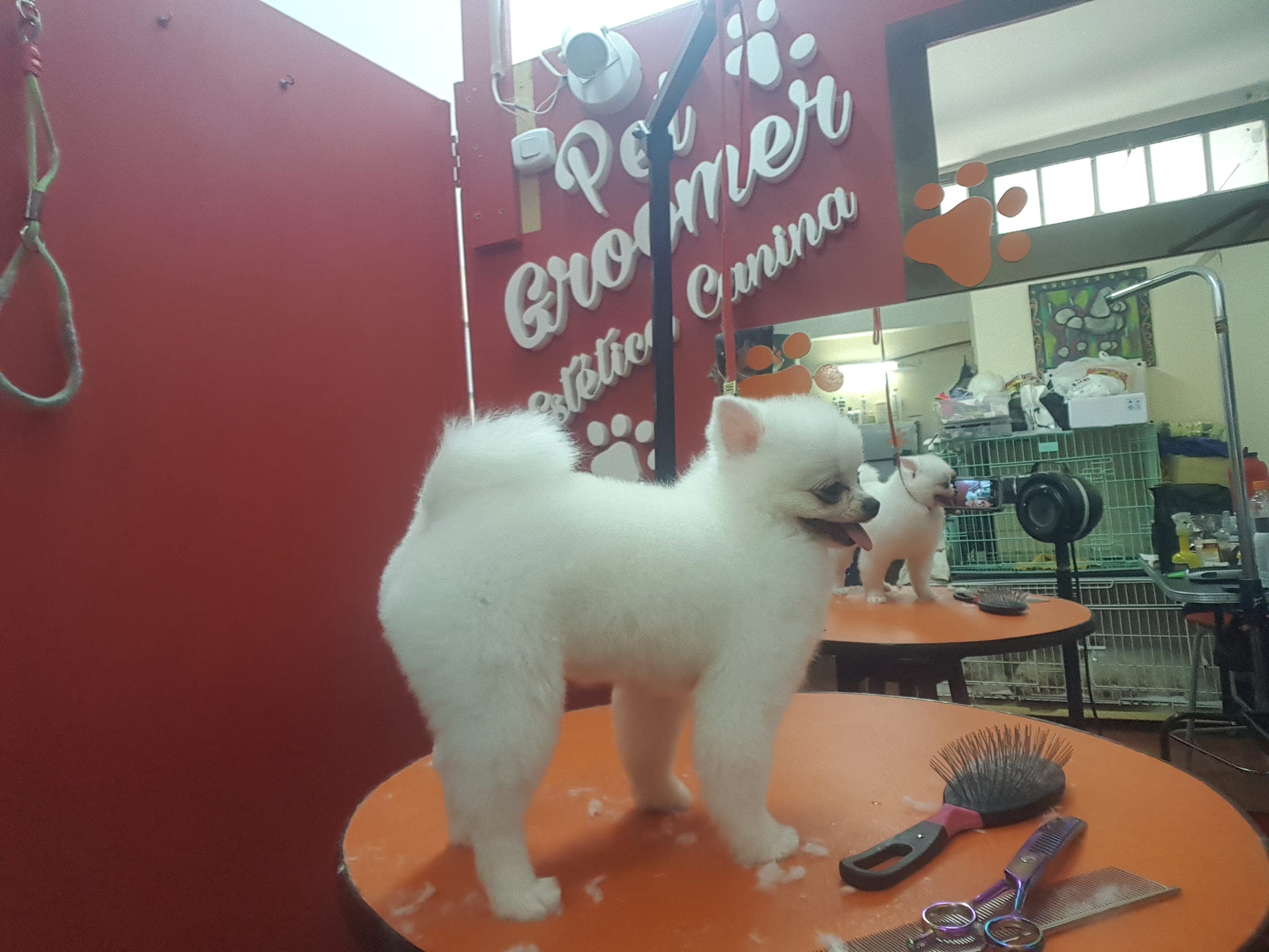 Pet Groomer Estética Canina 3 en Resistencia, Chaco, Argentina - Peluquería para gatos
