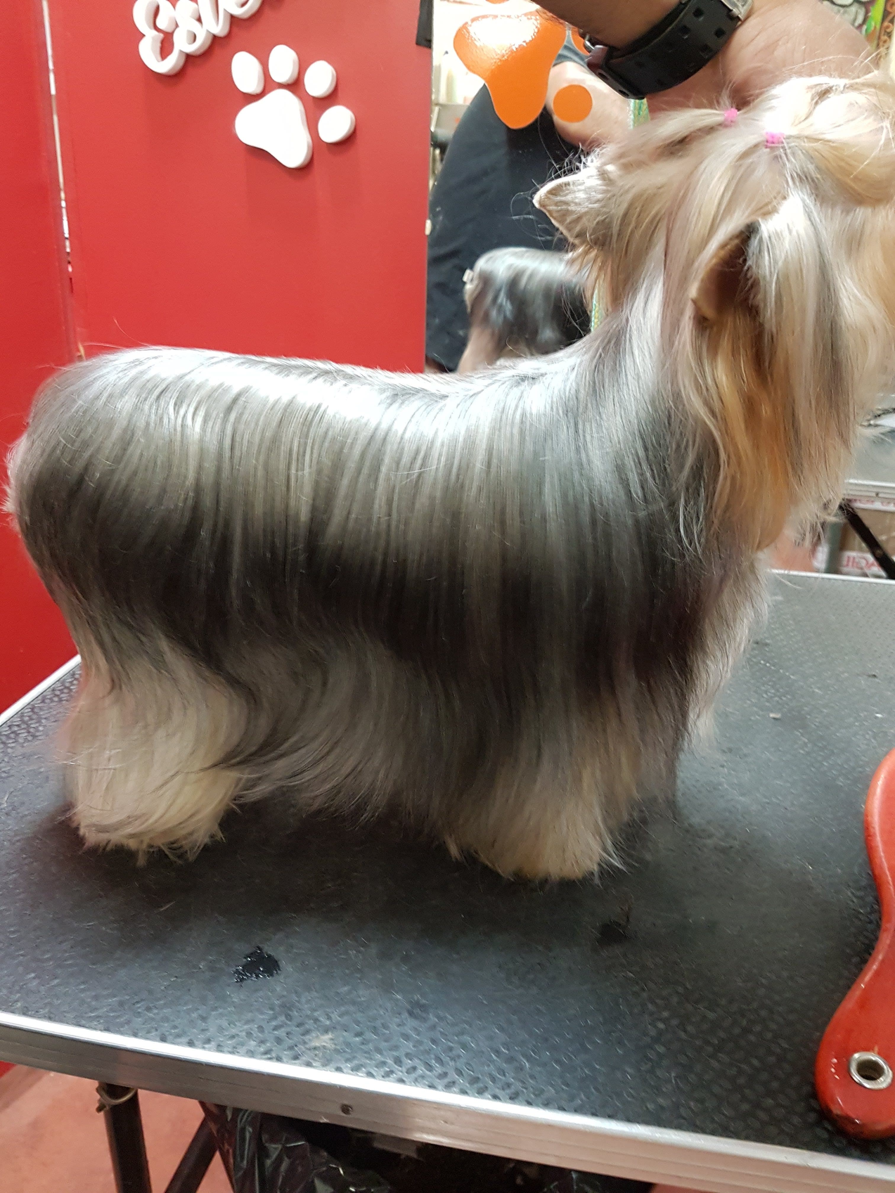Pet Groomer Estética Canina 2 en Resistencia, Chaco, Argentina - Peluquería para gatos