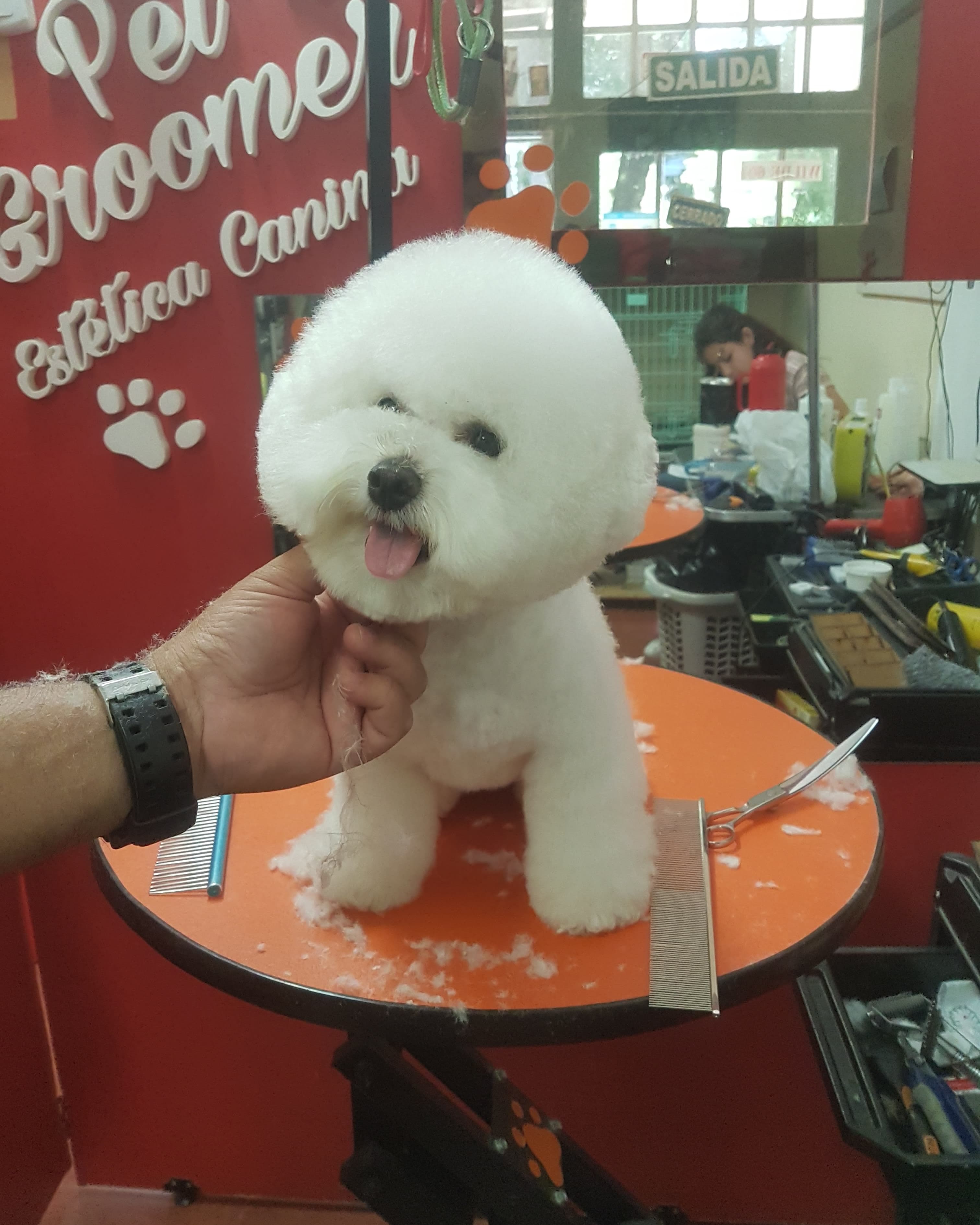 Pet Groomer Estética Canina