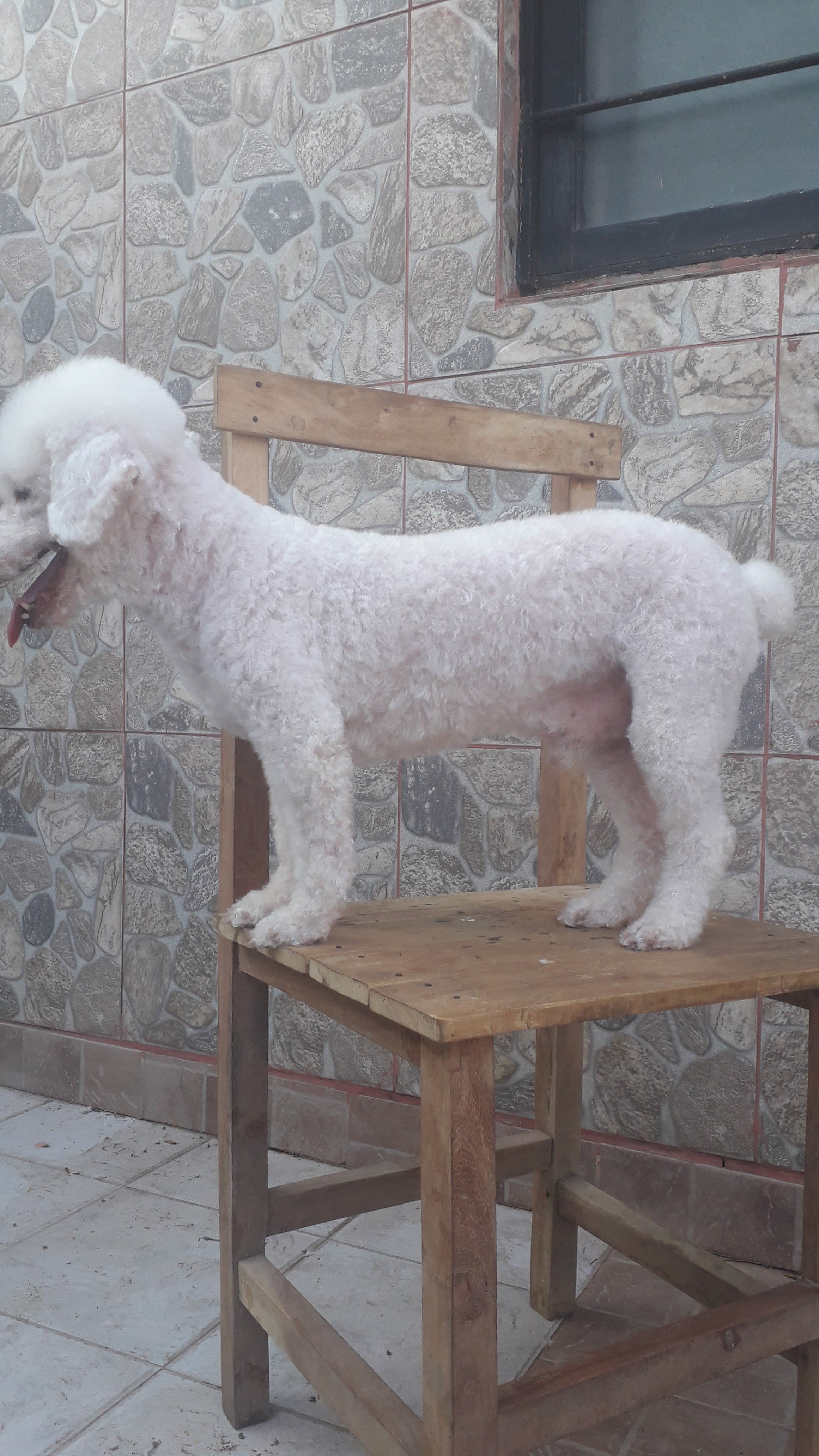 Peluquera Canina Maira 2 en Resistencia, Chaco, Argentina - Peluquería para gatos