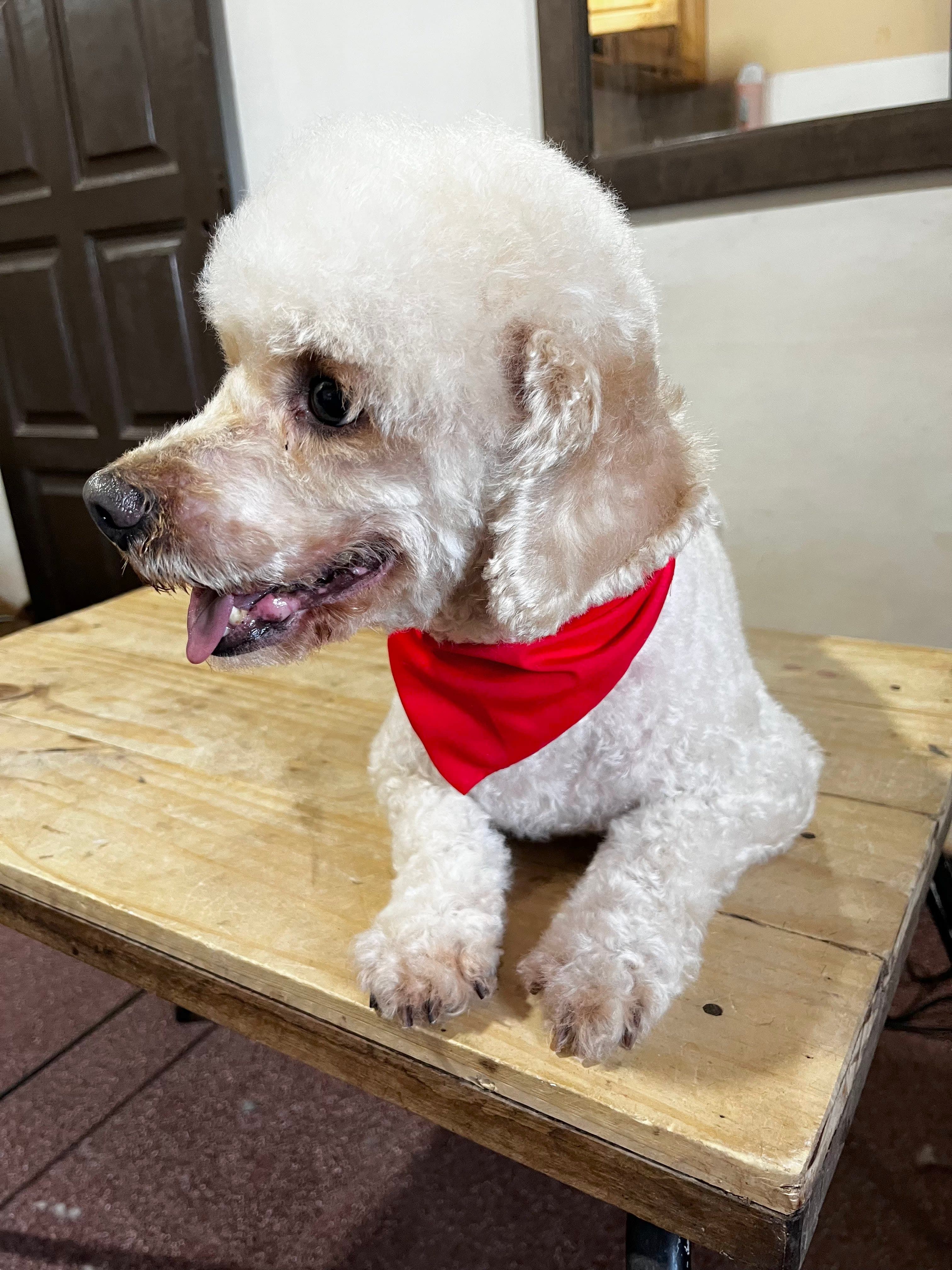 Peluquera Canina Maira