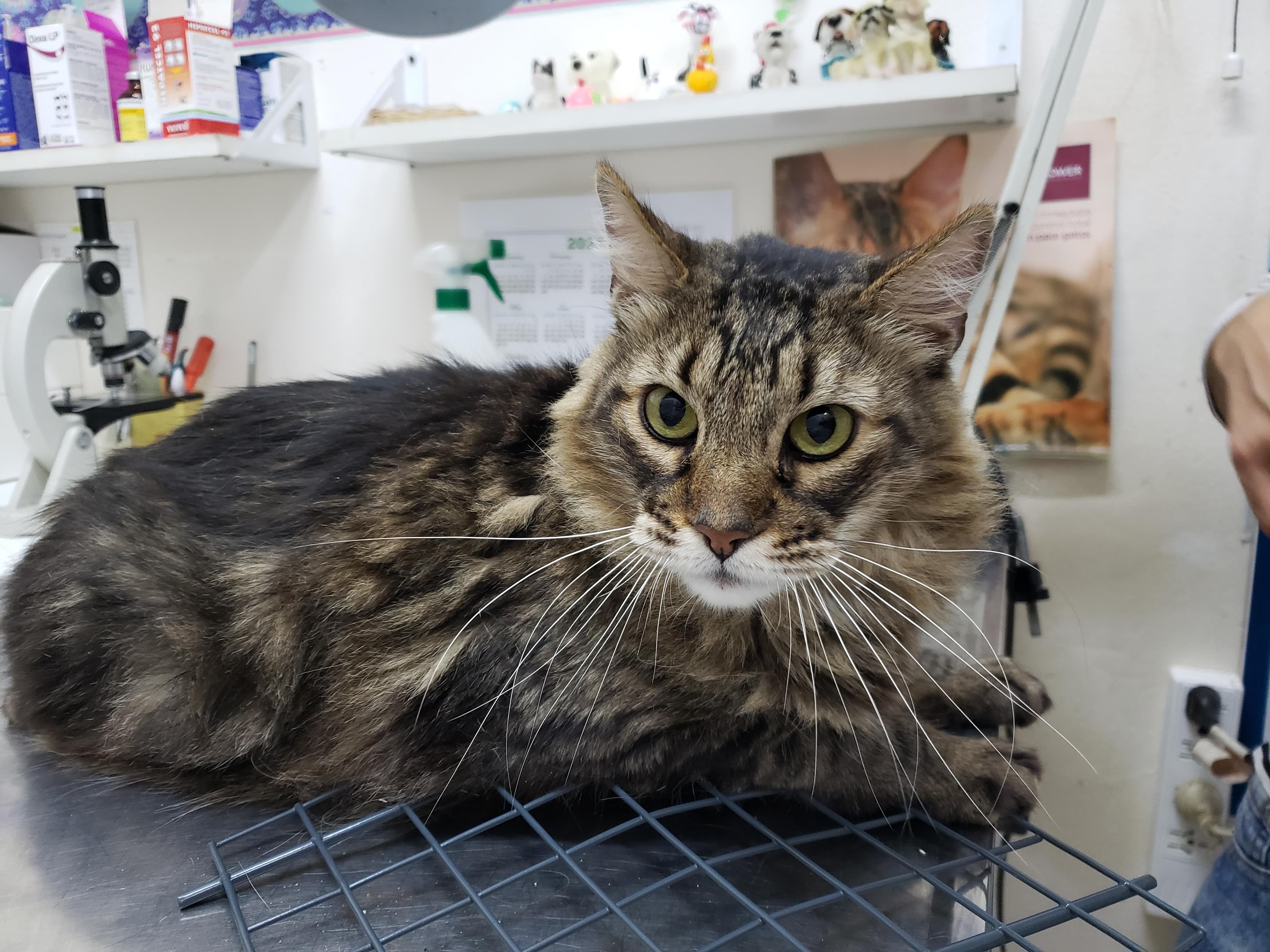 Dra. Mega 2 en Resistencia, Chaco, Argentina - Peluquería para gatos