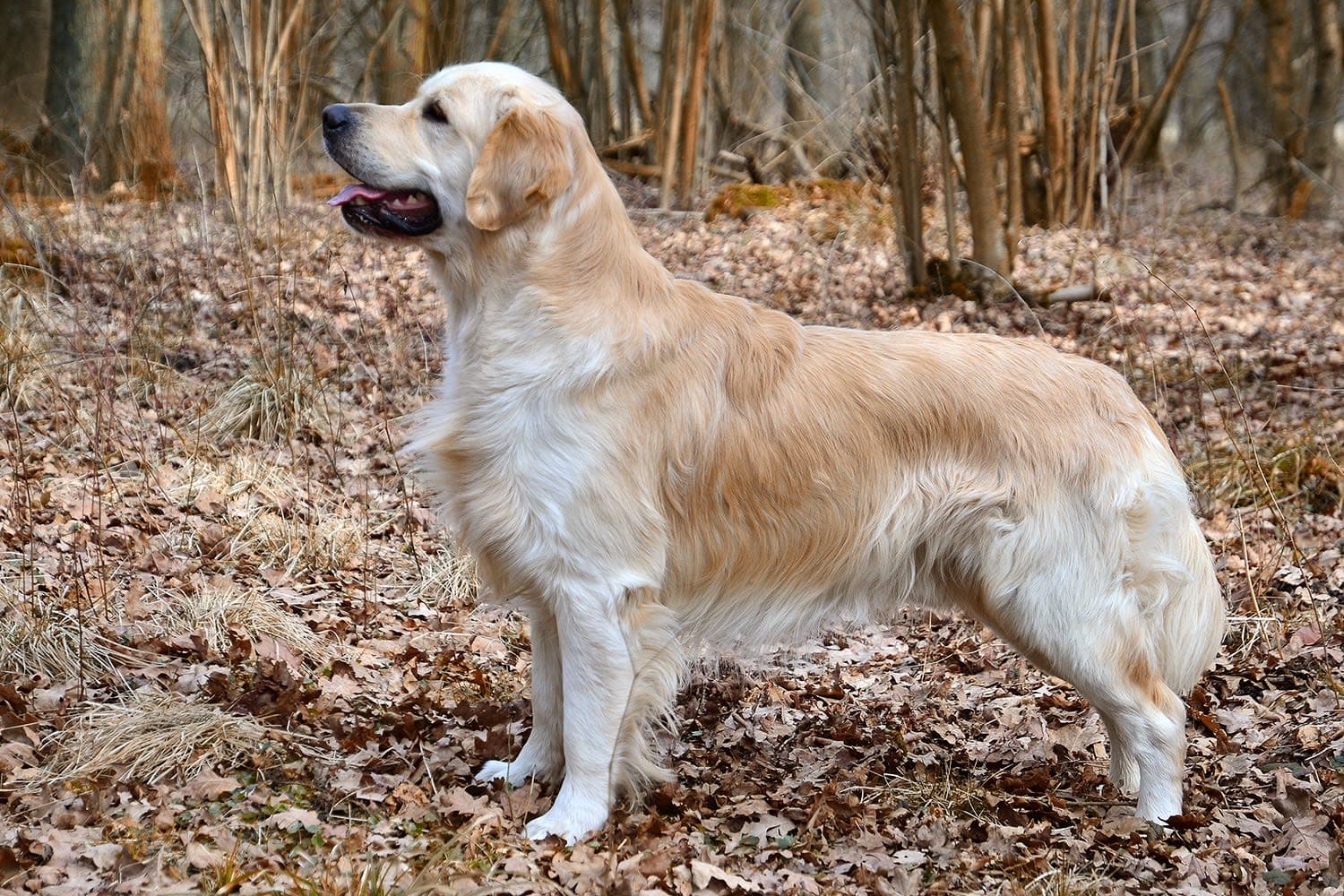 Ilustración relacionada: Golden Retriever