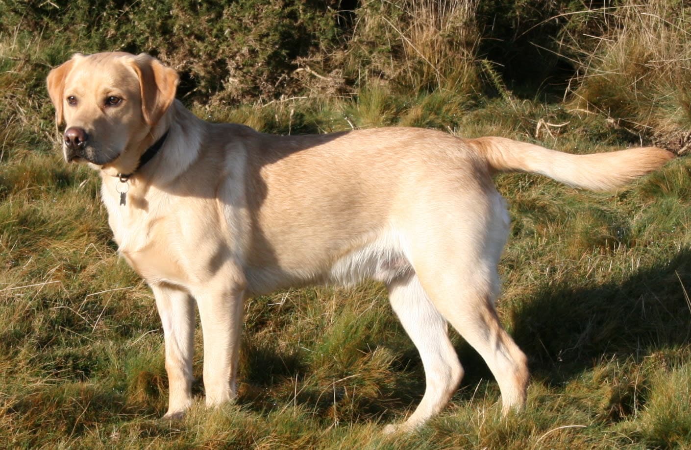 Ilustración relacionada: Labrador