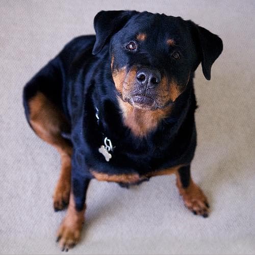 Ilustración relacionada: Rottweiler
