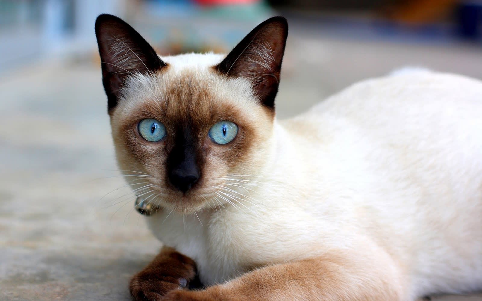 Ilustración relacionada: Siamese