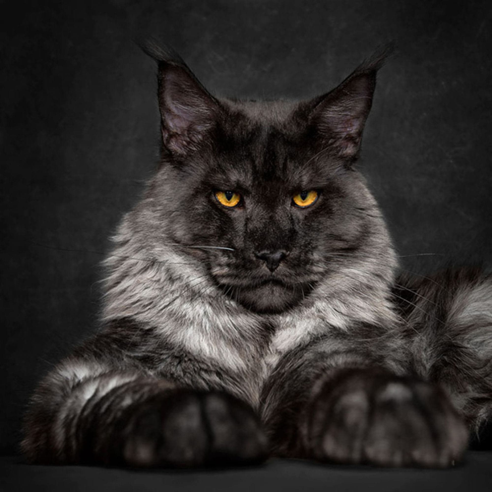 Ilustración relacionada: Maine Coon