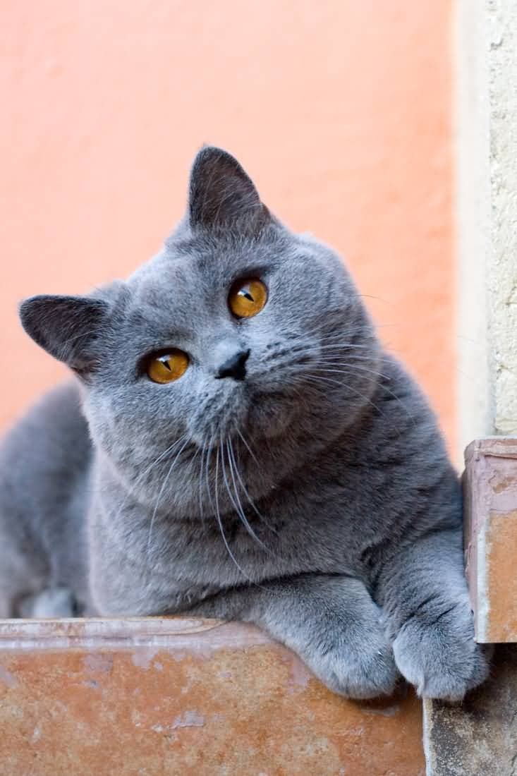 Ilustración relacionada: British Shorthair