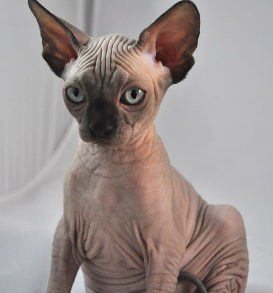 Ilustración relacionada: Sphynx
