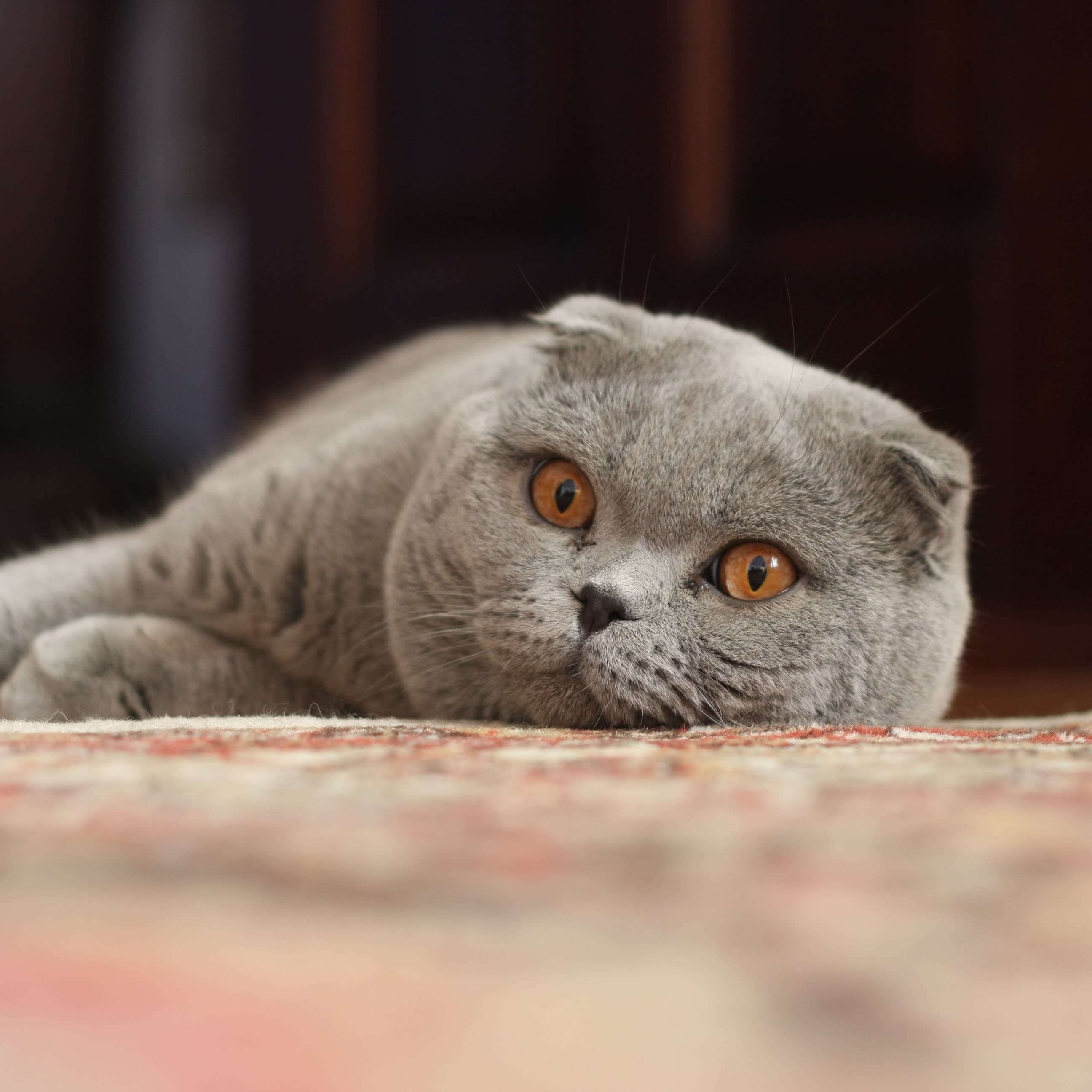 Ilustración relacionada: Scottish Fold