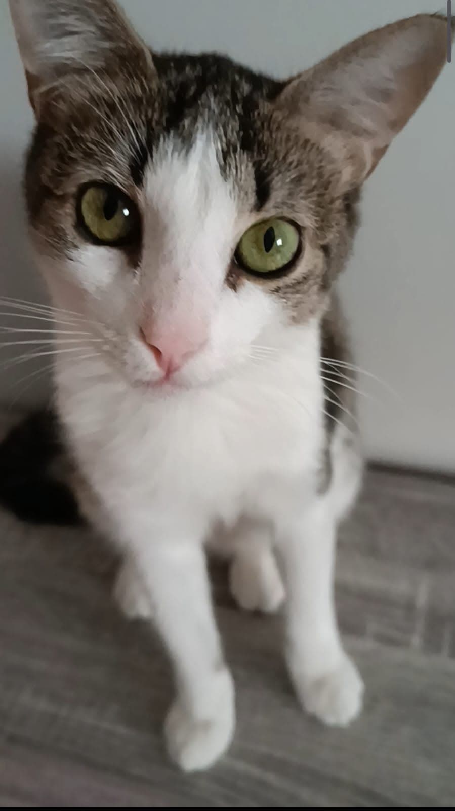 Gato macho perdido: Oli - Imagen 1