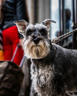 Affenpinscher
