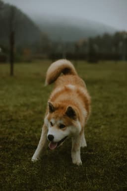 Akita