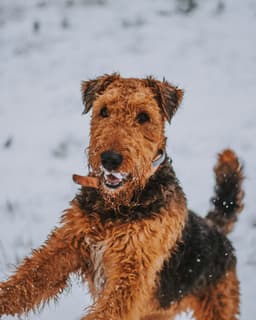 Terrier de Airedale