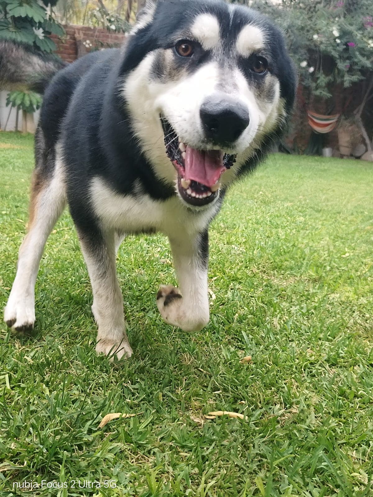 Perro en adopción