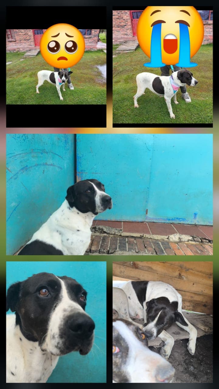 Perrita criolla perdida en Paipa, Boyacá
