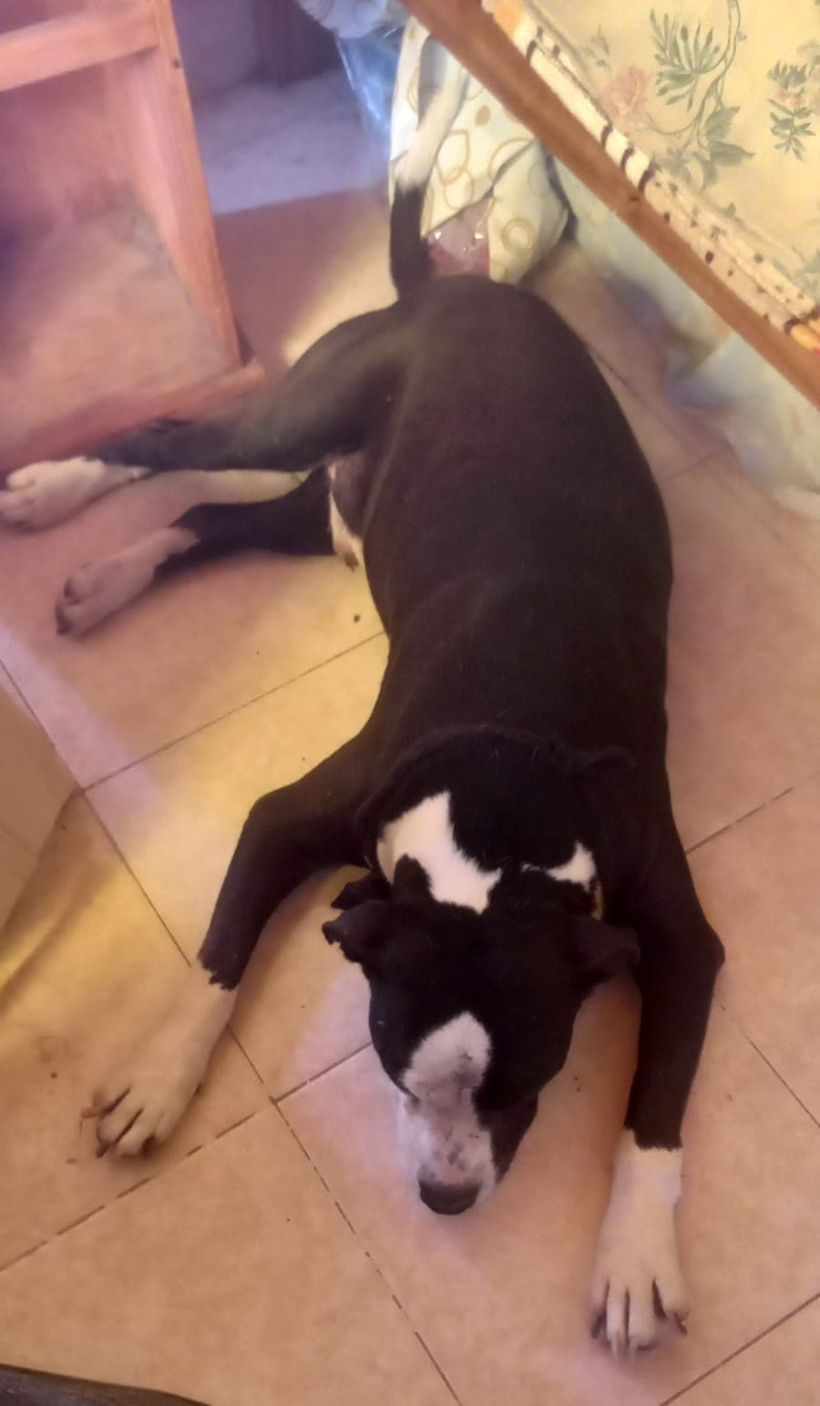 Perro en adopción KIMBO