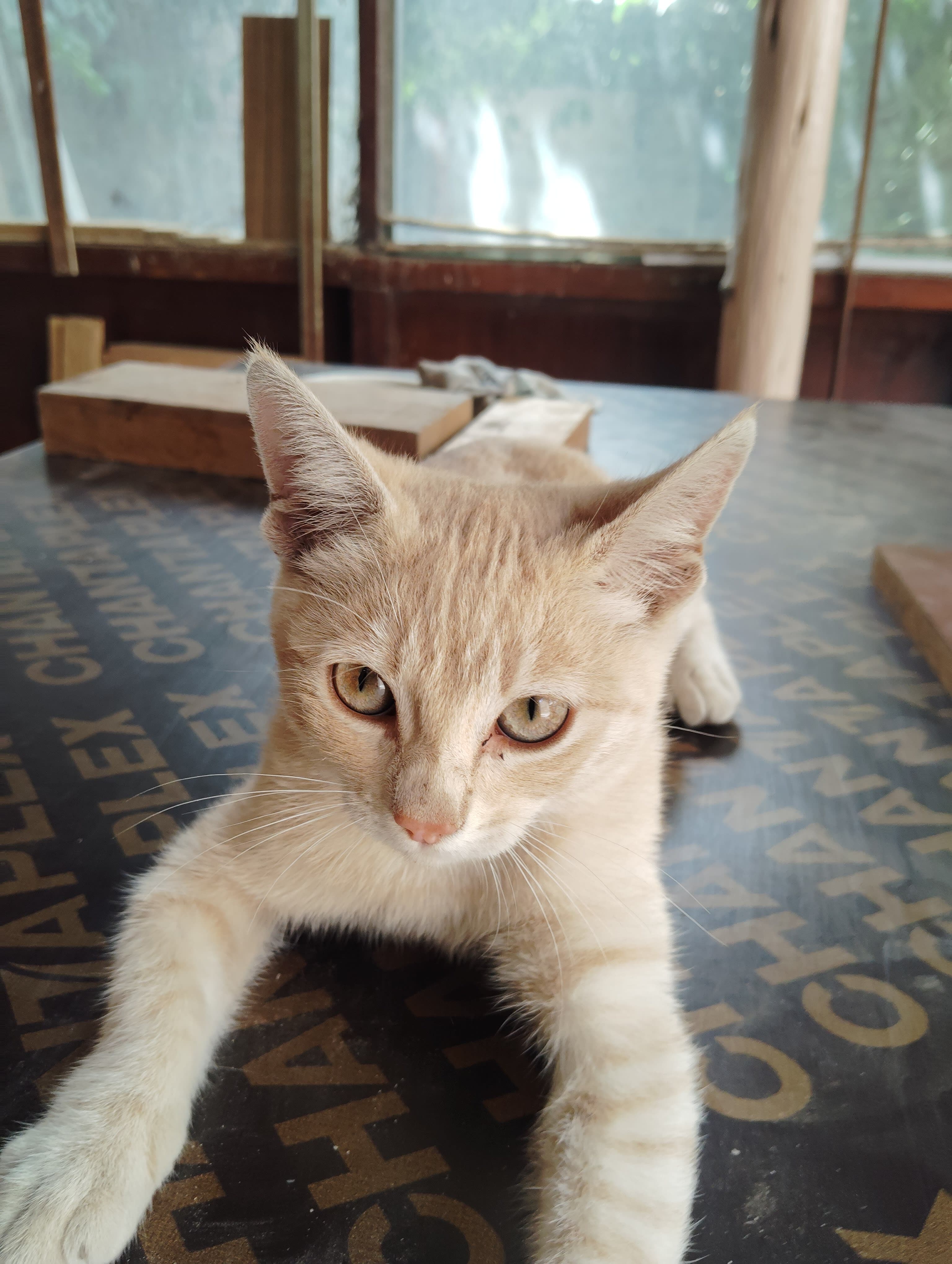 Gata cariñosa e inteligente busca hogar