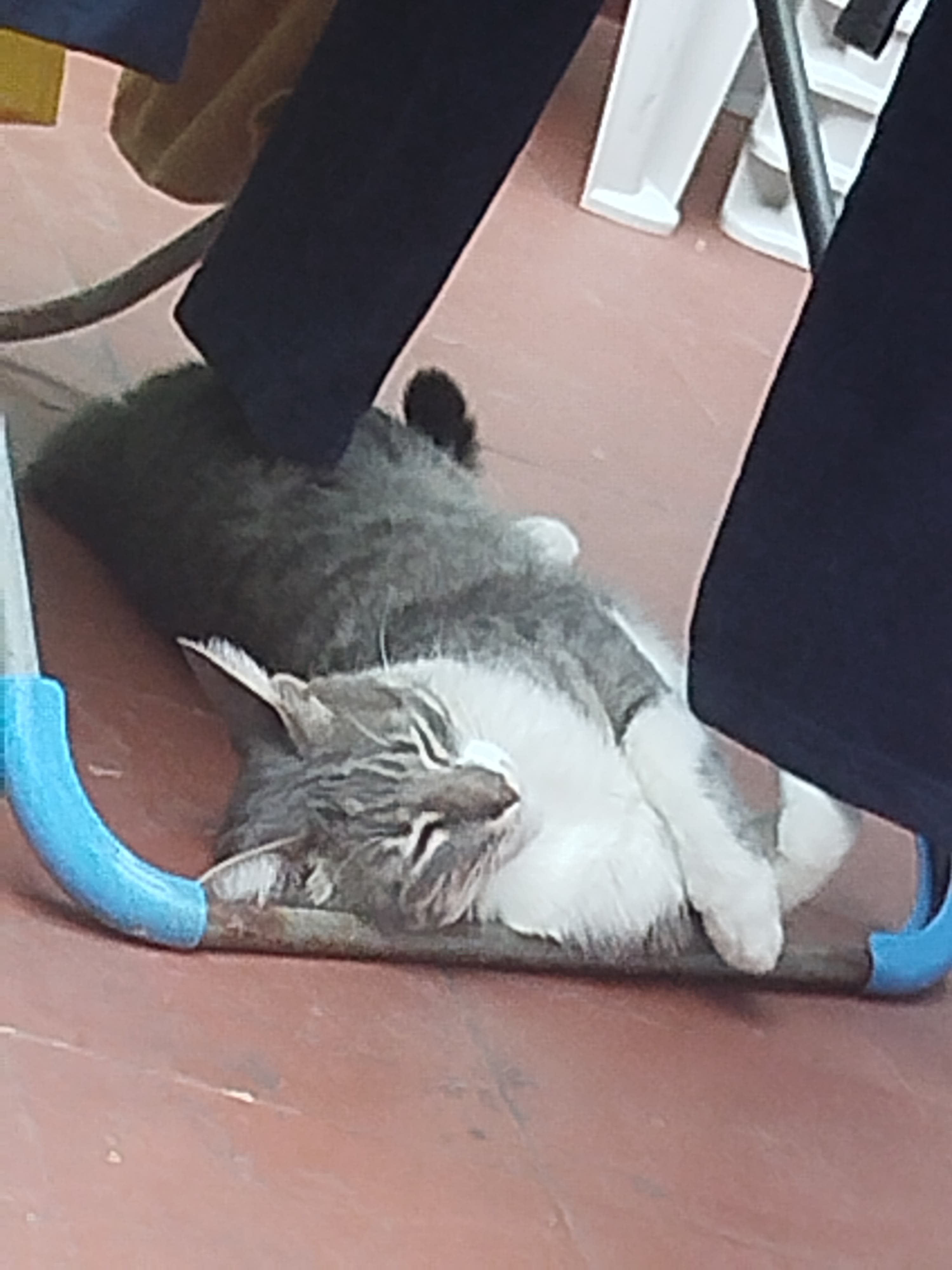 Gato Bono en adopción, 2 años