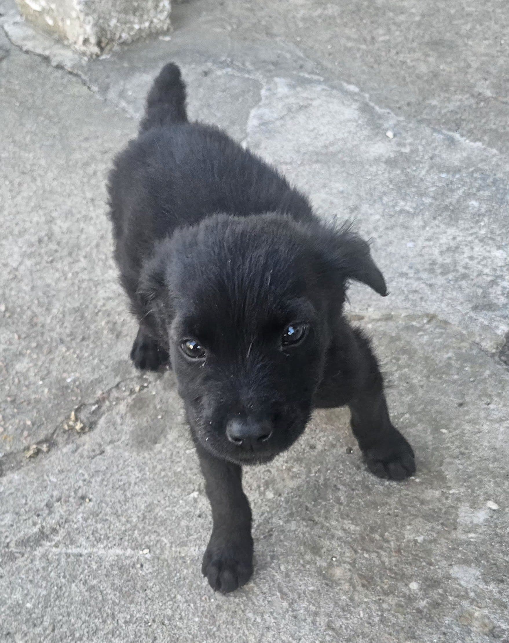 Perro en adopción