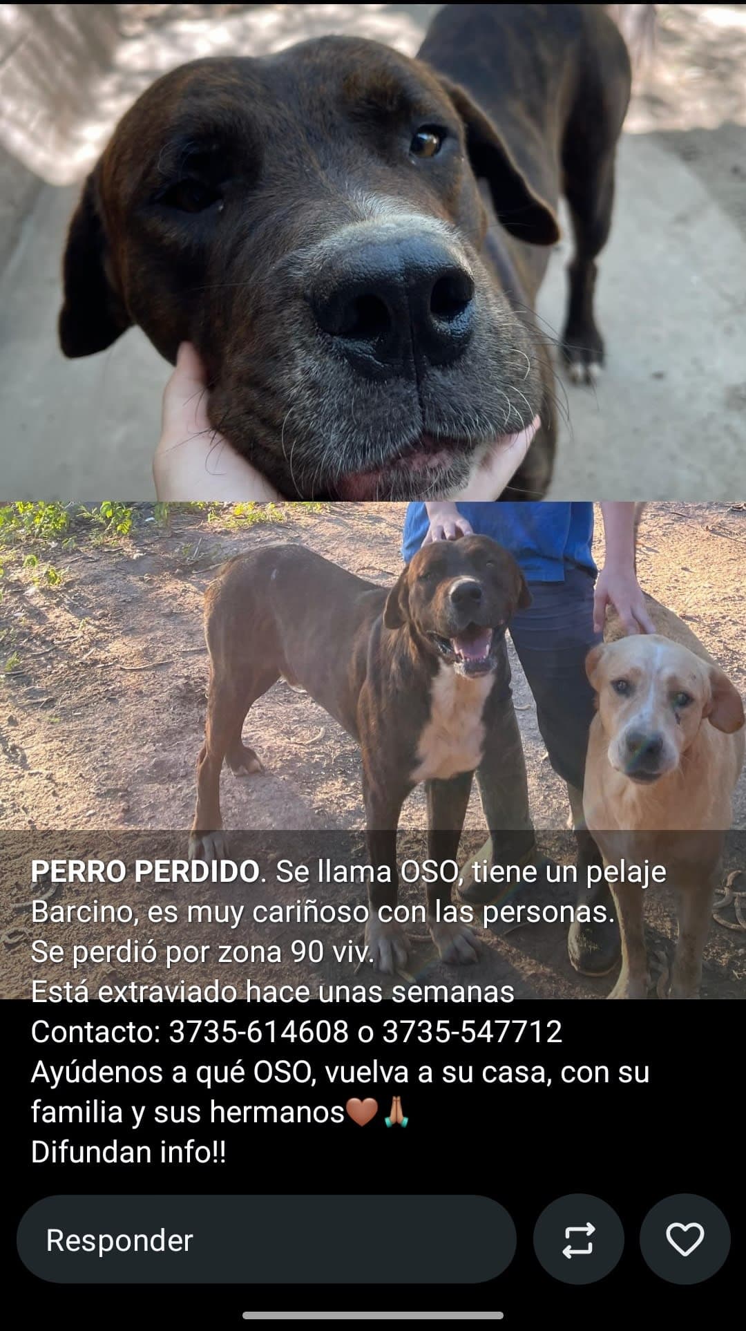 ¡Perro perdido! Difundir por favor