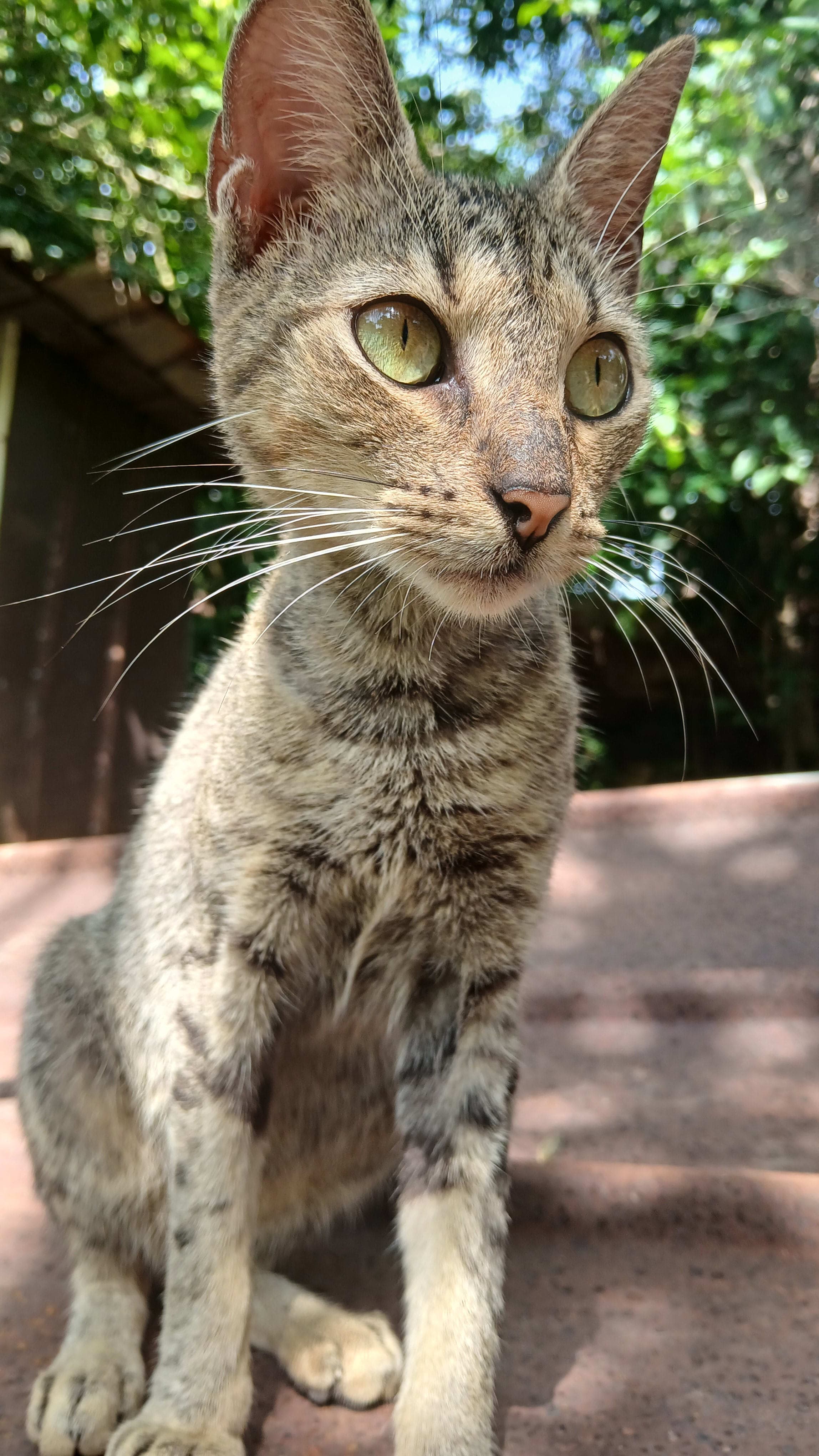 Gatitos en adopción en la chorrera
